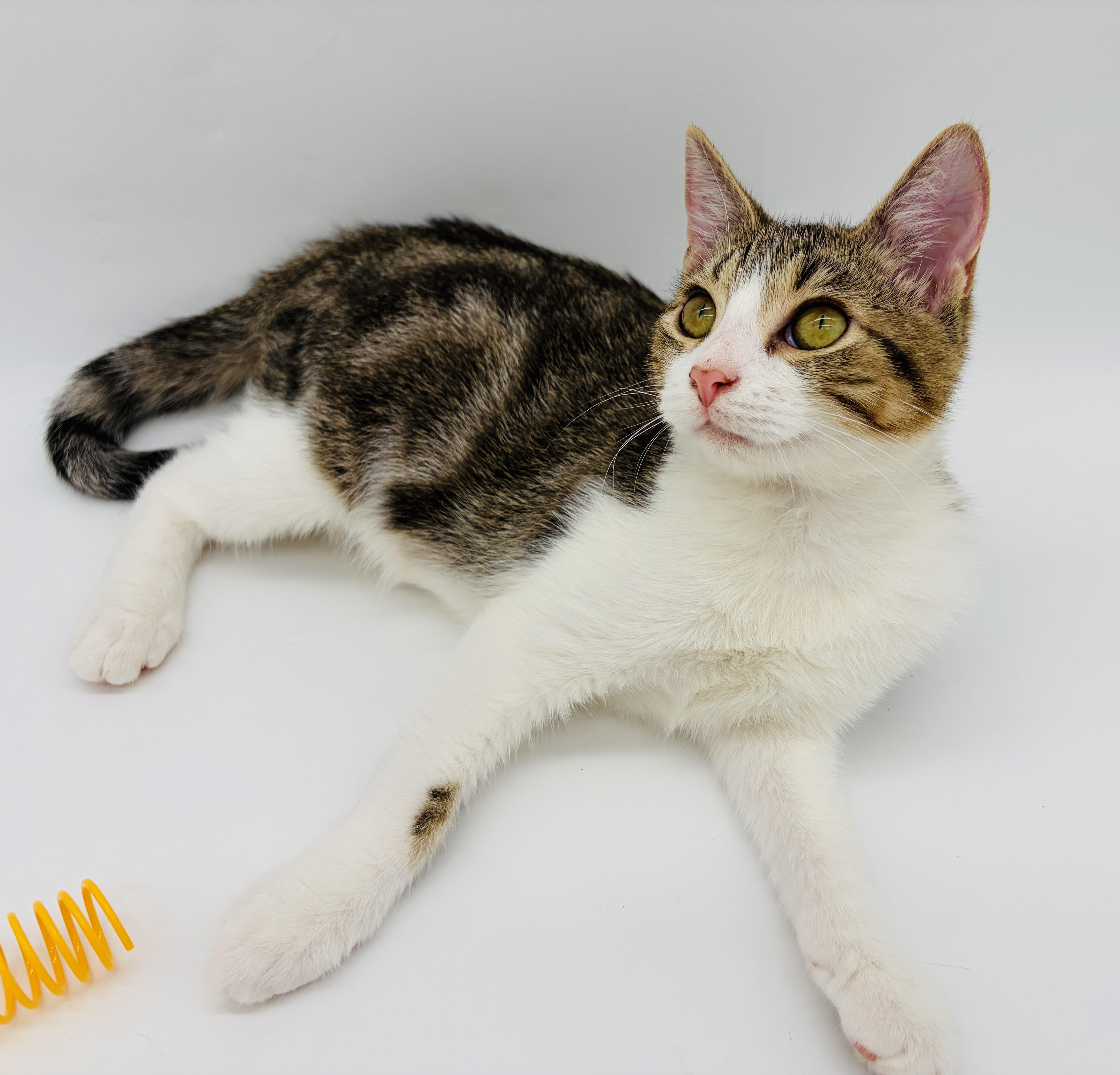 Enlarge Ryland Grace, a Adoptable Domestic Short Hair in Brewster,, NY image 6/6