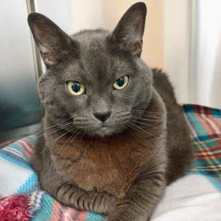 Bertha, Adopted, Senior Female Domestic Short Hair.