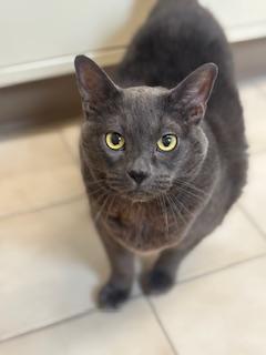 Enlarge Bertha, a Adopted Domestic Short Hair in North Smithfield, RI image 2/2