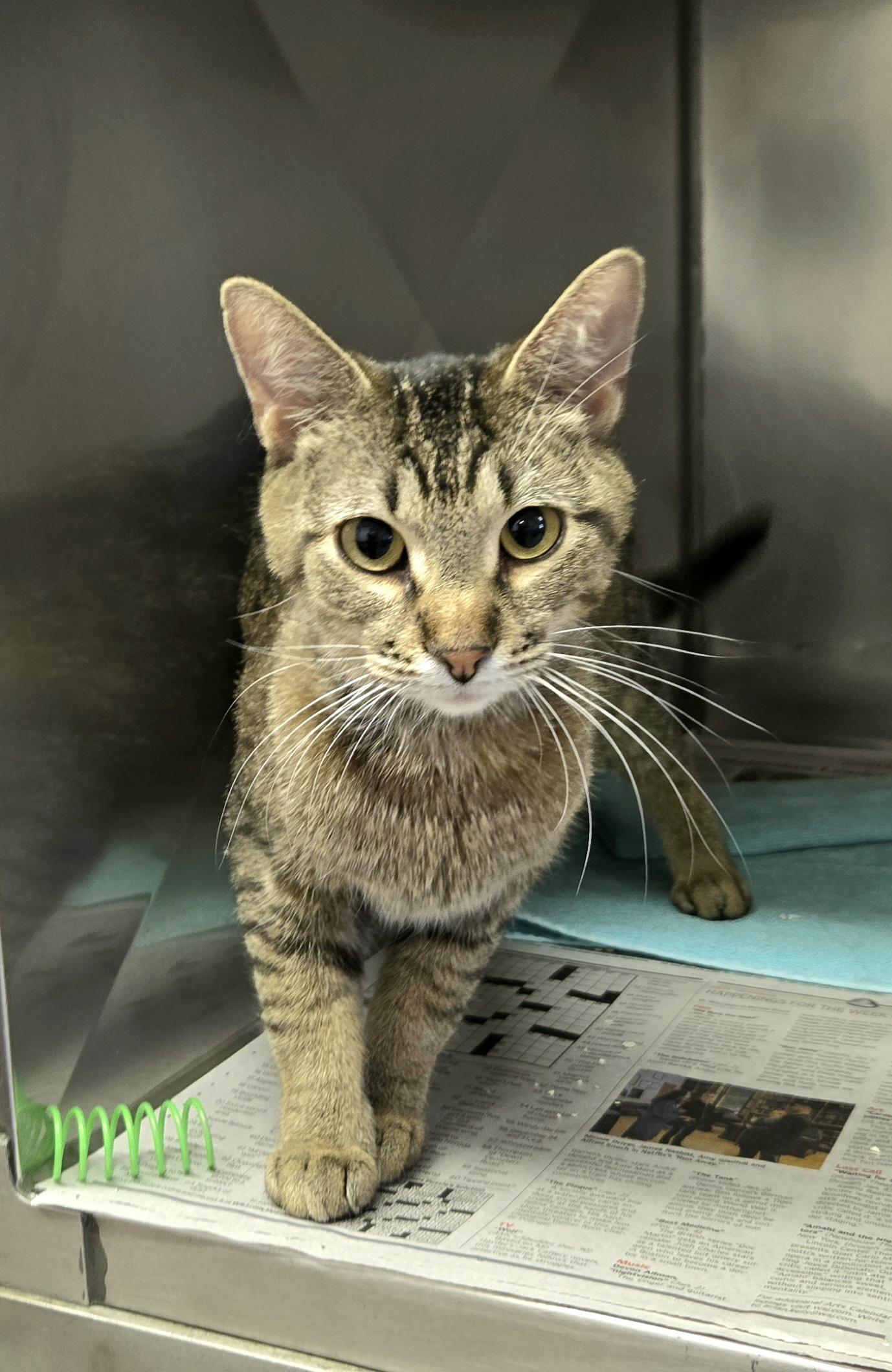 Enlarge Dixie, a ADOPTABLE Domestic Short Hair in Arlington Heights, IL image 5/5
