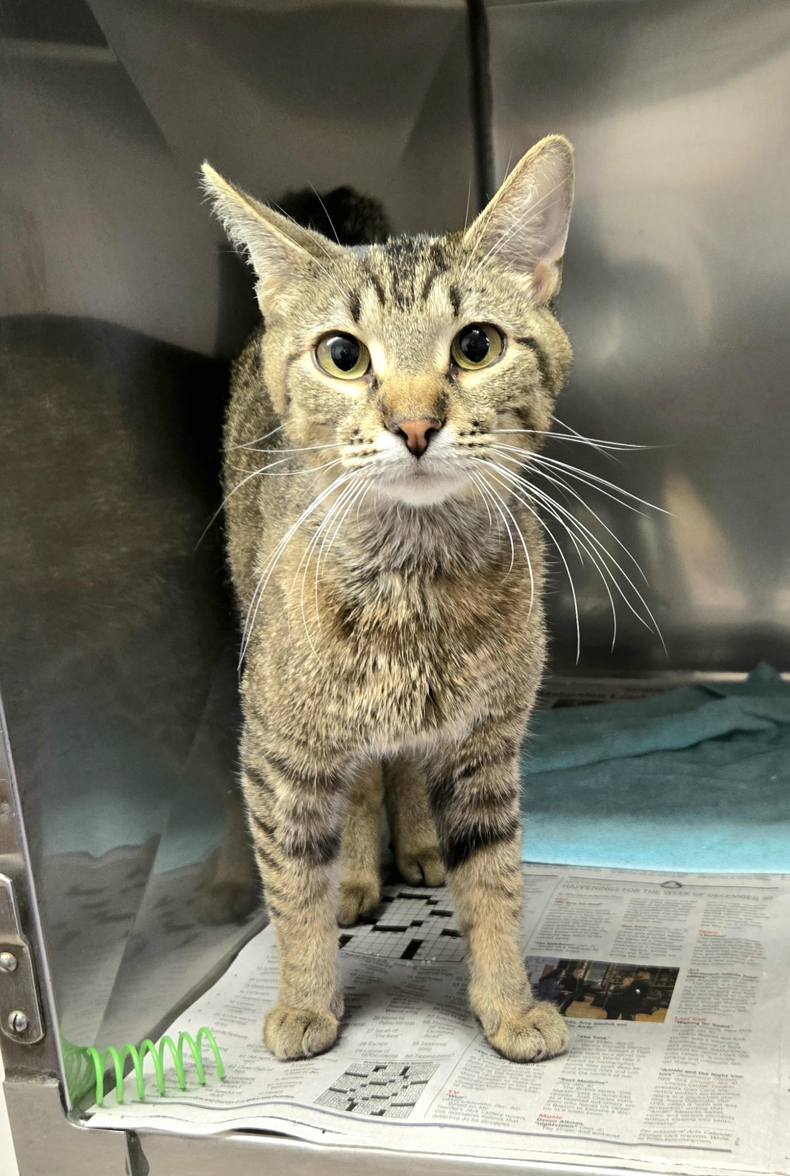 Enlarge Dixie, a ADOPTABLE Domestic Short Hair in Arlington Heights, IL image 1/5