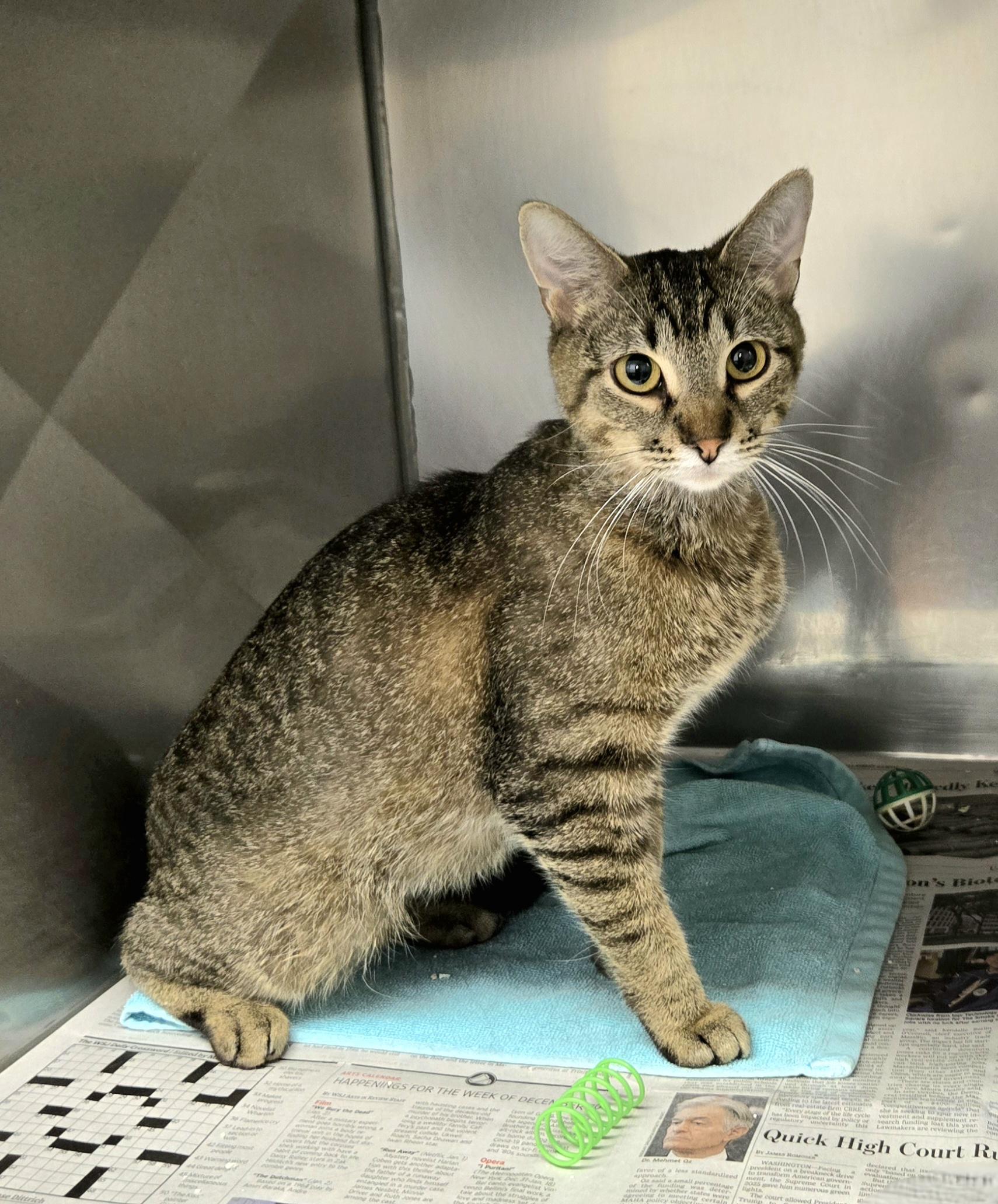 Enlarge Dixie, a ADOPTABLE Domestic Short Hair in Arlington Heights, IL image 3/5