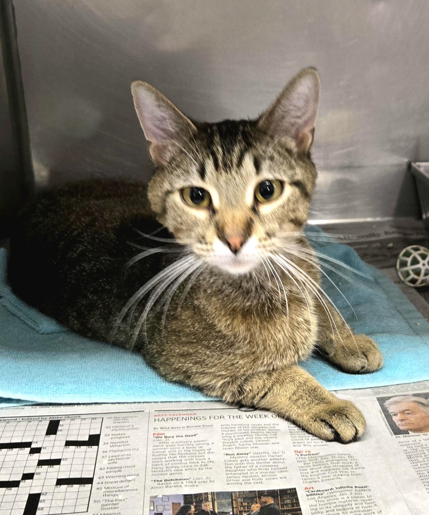 Enlarge Dixie, a ADOPTABLE Domestic Short Hair in Arlington Heights, IL image 2/5