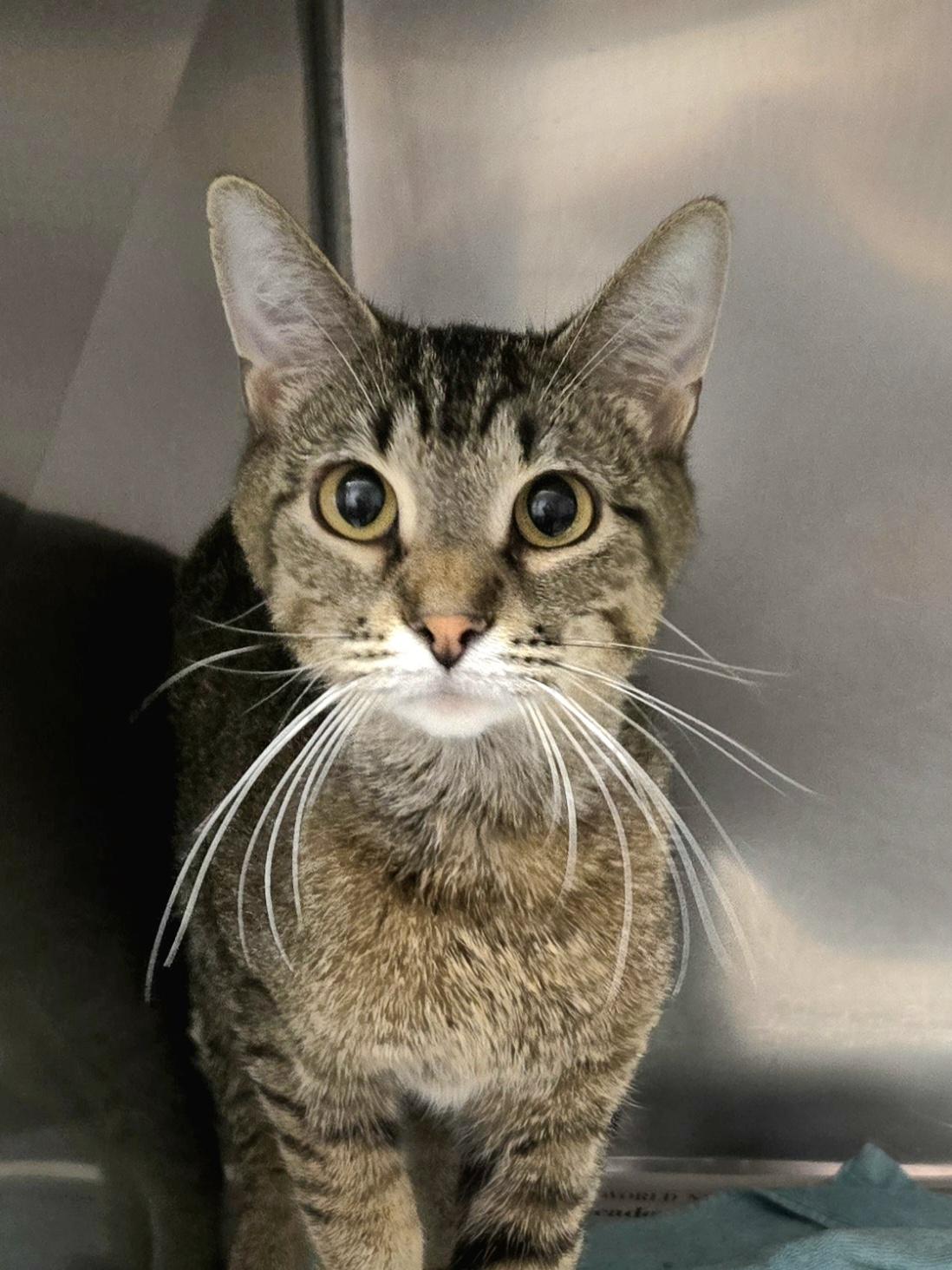 Enlarge Dixie, a ADOPTABLE Domestic Short Hair in Arlington Heights, IL image 4/5