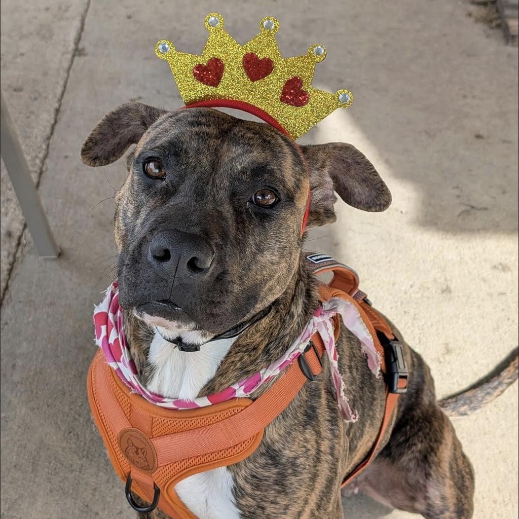 Enlarge Zoe, a Adoptable mixed breed in Bloomsburg, PA image 1/6