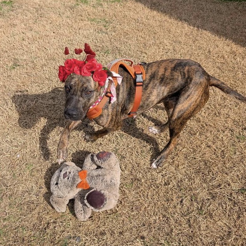 Enlarge Zoe, a Adoptable mixed breed in Bloomsburg, PA image 6/6