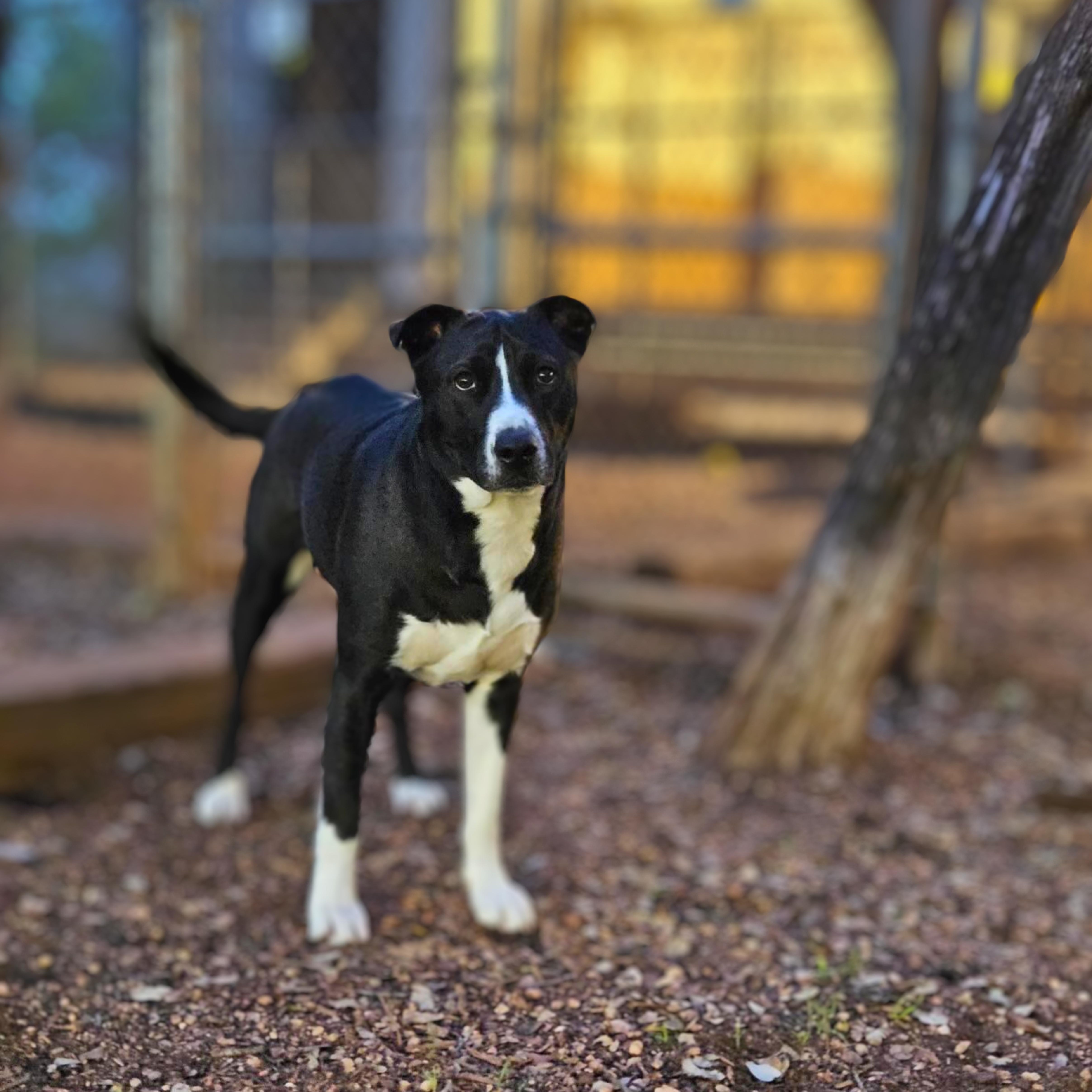 Comet, Adoptable, Adult Male Black Labrador Retriever & Pit Bull Terrier.