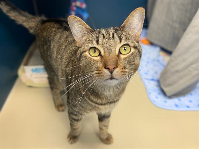 WINSTON CHURCHILL, Adoptable, Young Male Domestic Short Hair.