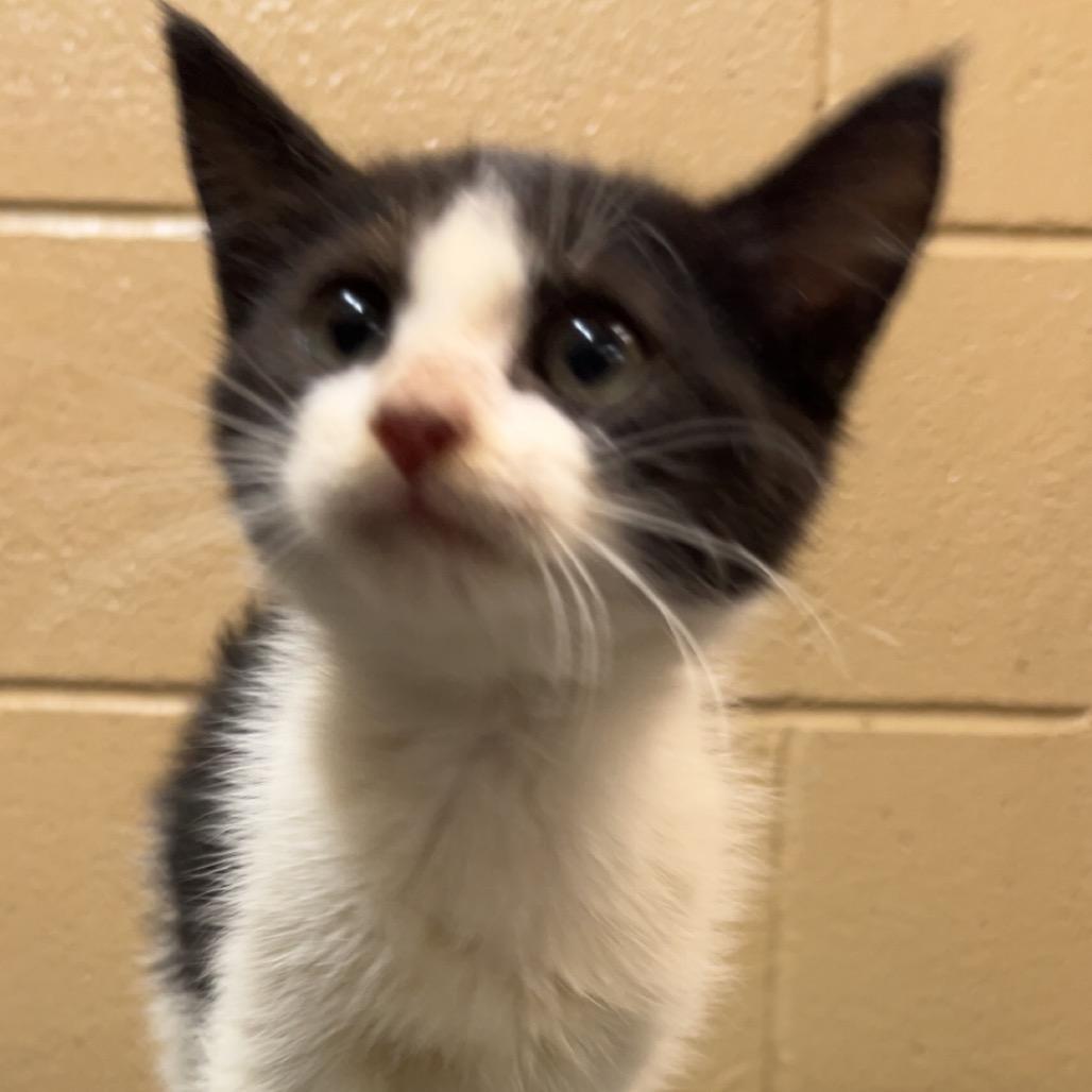 Clark, ADOPTABLE, Young • Male, Domestic Long Hair & American Bobtail.