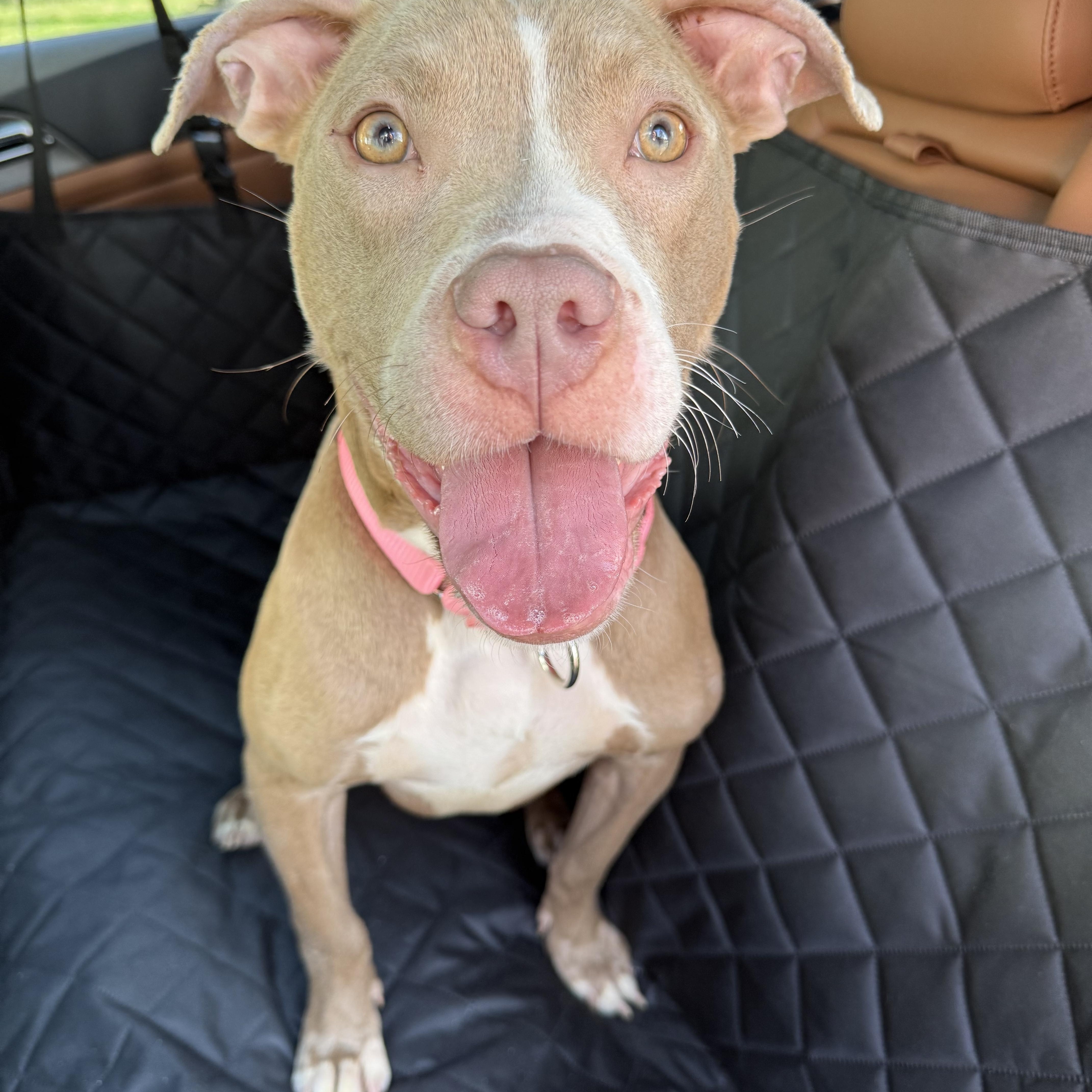 Enlarge Gretel, a ADOPTABLE mixed breed in East Lansing, MI image 2/6