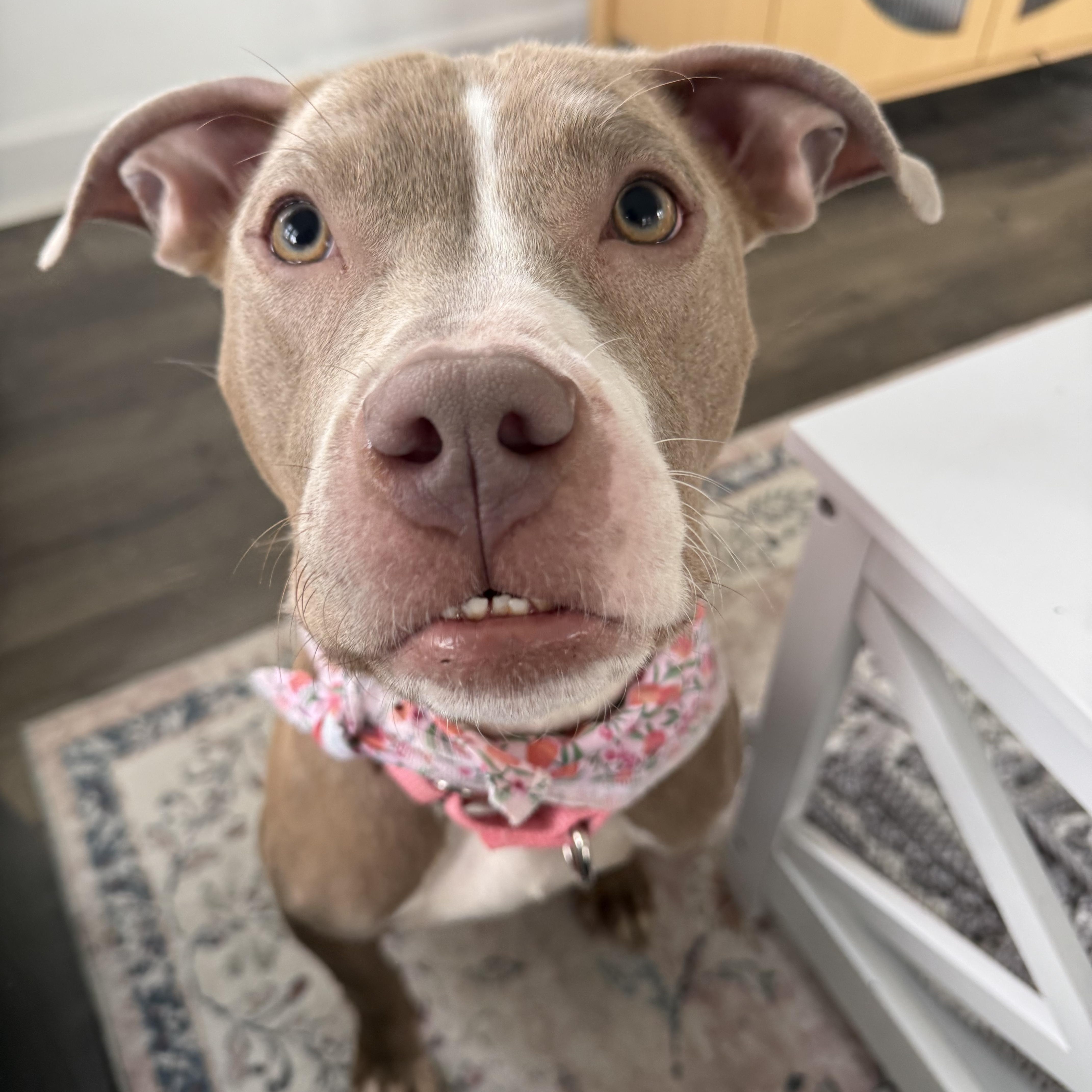 Enlarge Gretel, a ADOPTABLE mixed breed in East Lansing, MI image 1/6