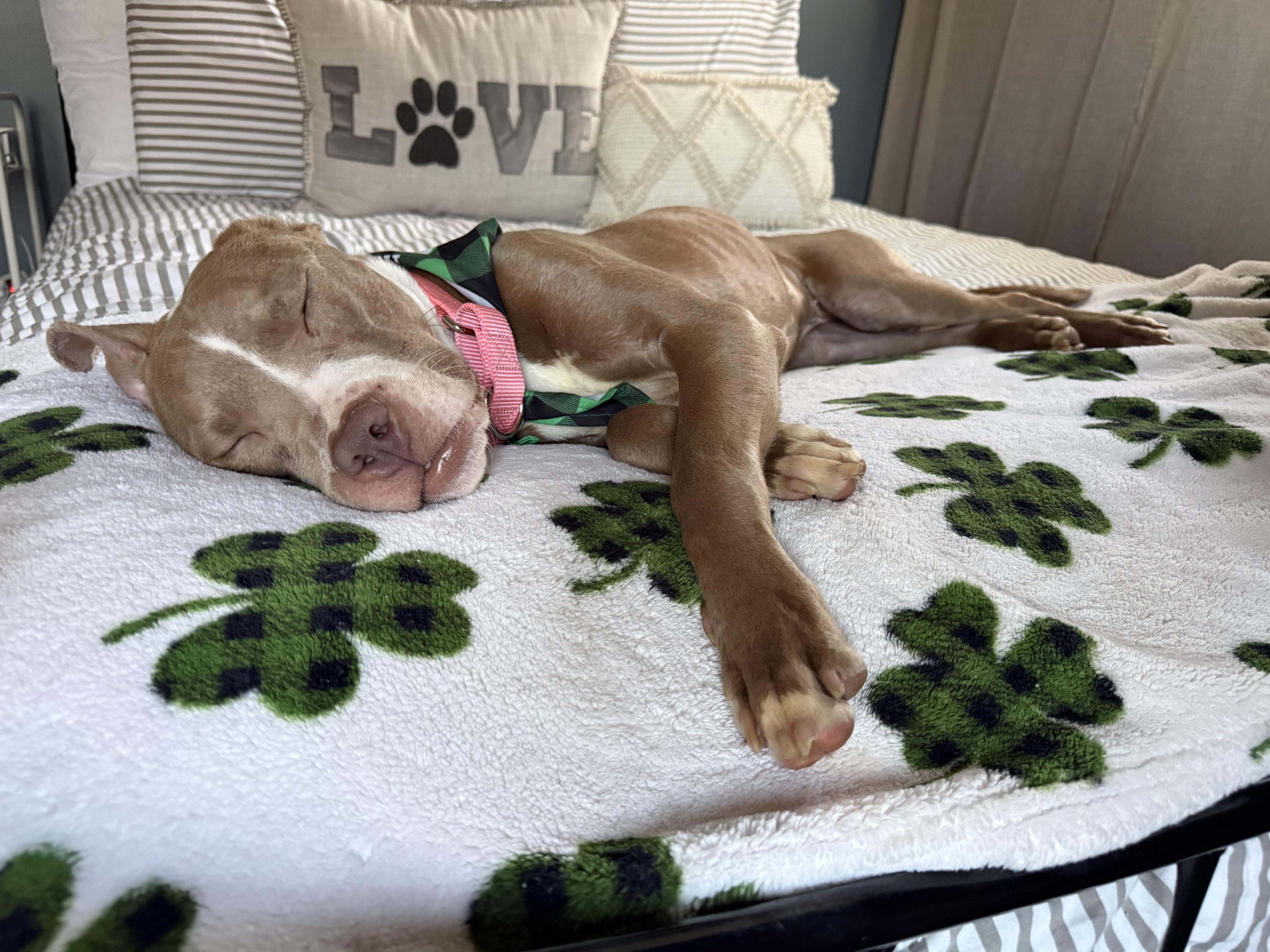 Enlarge Gretel, a ADOPTABLE mixed breed in East Lansing, MI image 3/6