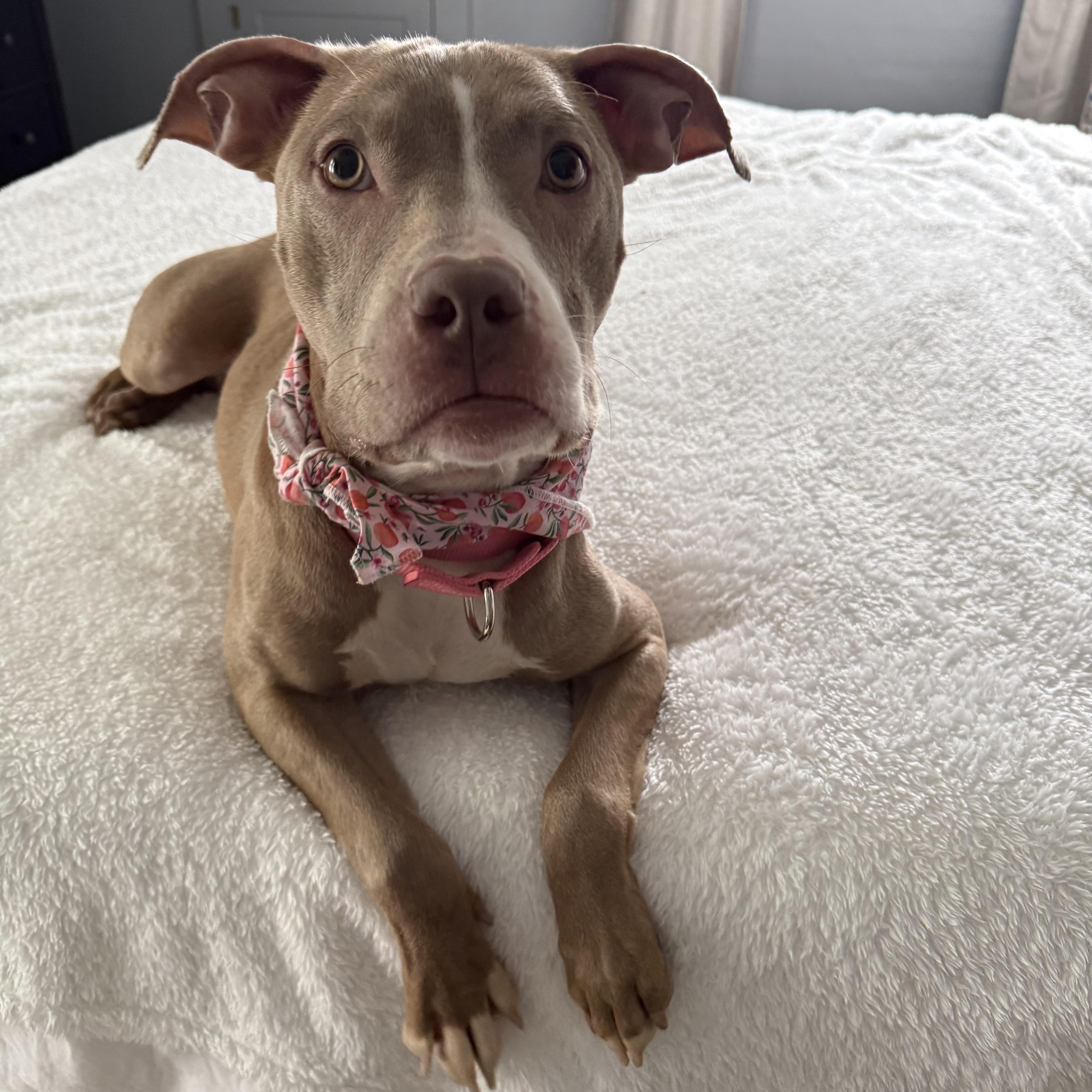 Enlarge Gretel, a ADOPTABLE mixed breed in East Lansing, MI image 4/6