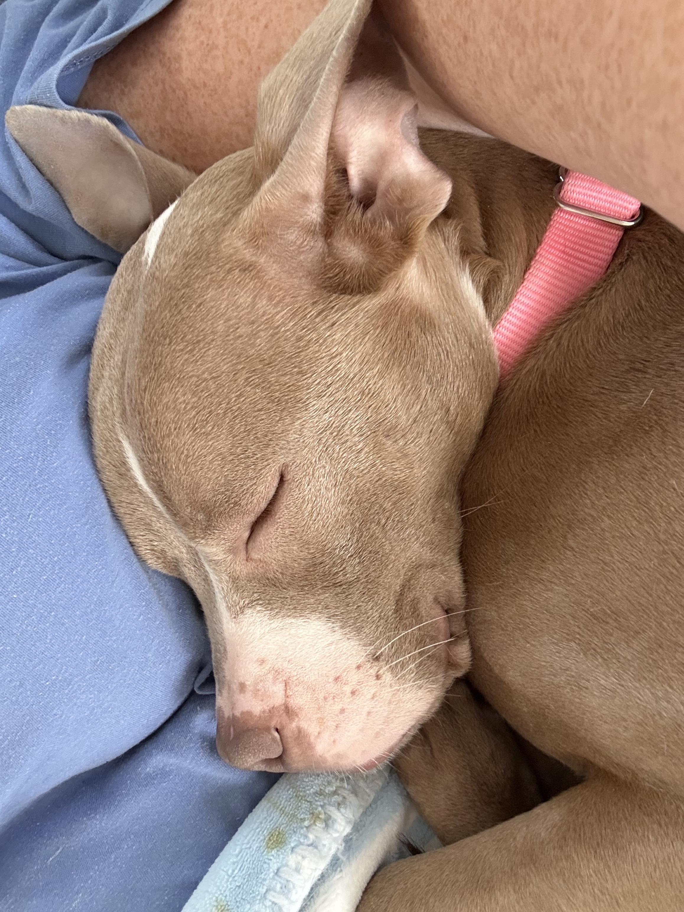 Enlarge Gretel, a ADOPTABLE mixed breed in East Lansing, MI image 6/6