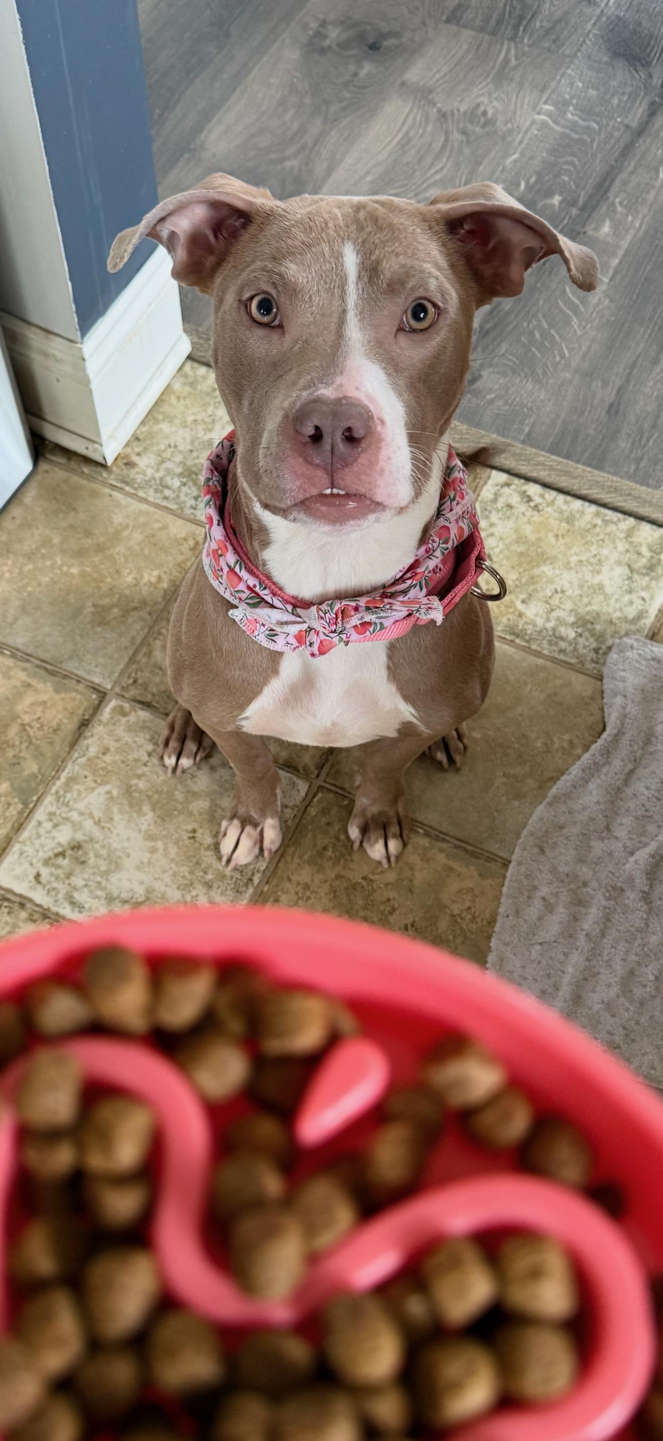 Enlarge Gretel, a ADOPTABLE mixed breed in East Lansing, MI image 5/6