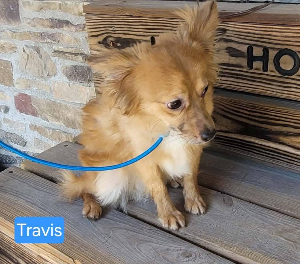 Travis, ADOPTABLE, Puppy Male Chihuahua & Mixed Breed.