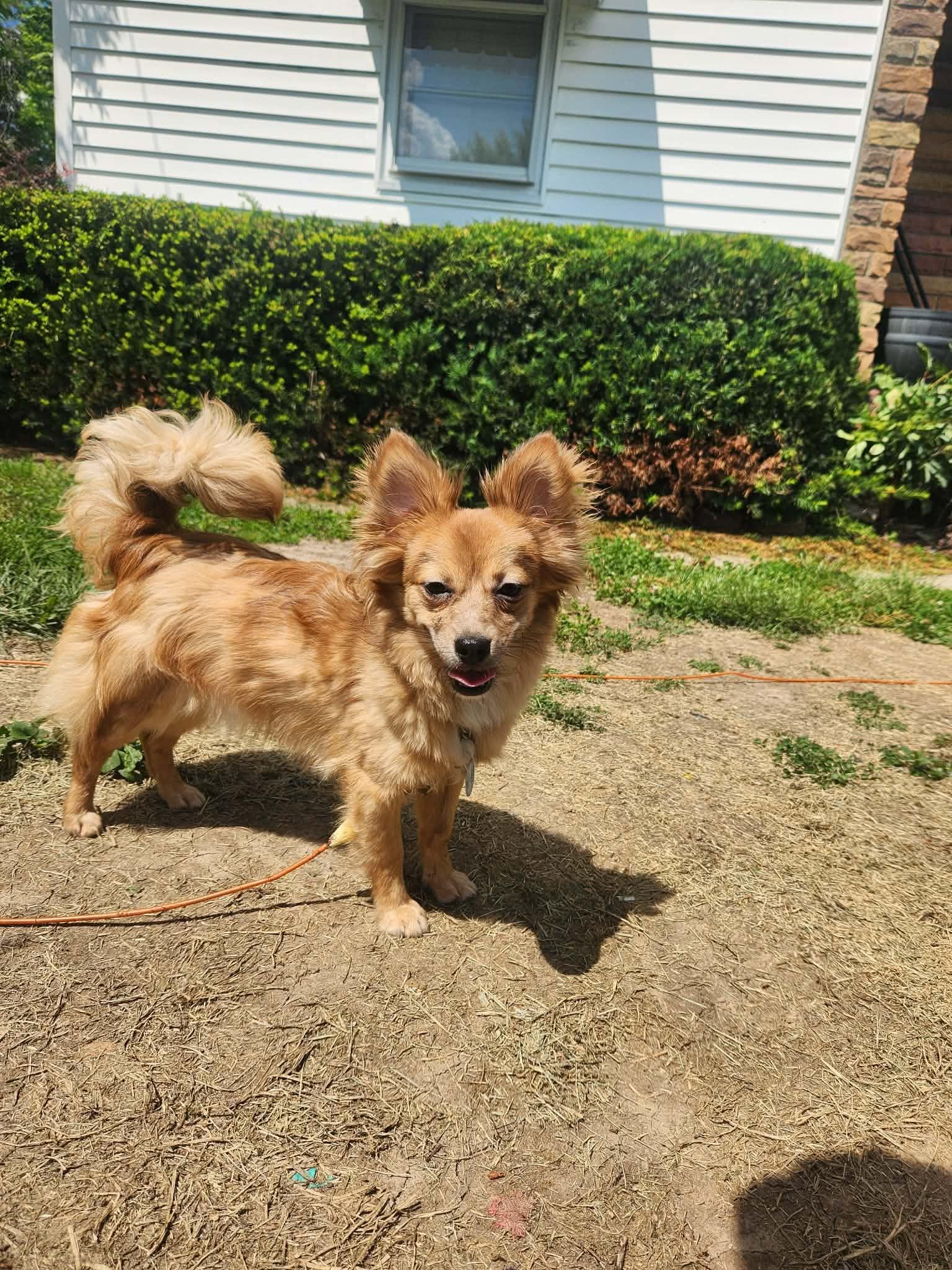 Enlarge Travis, an adopted mixed breed in St. Clairsville, OH image 1/5