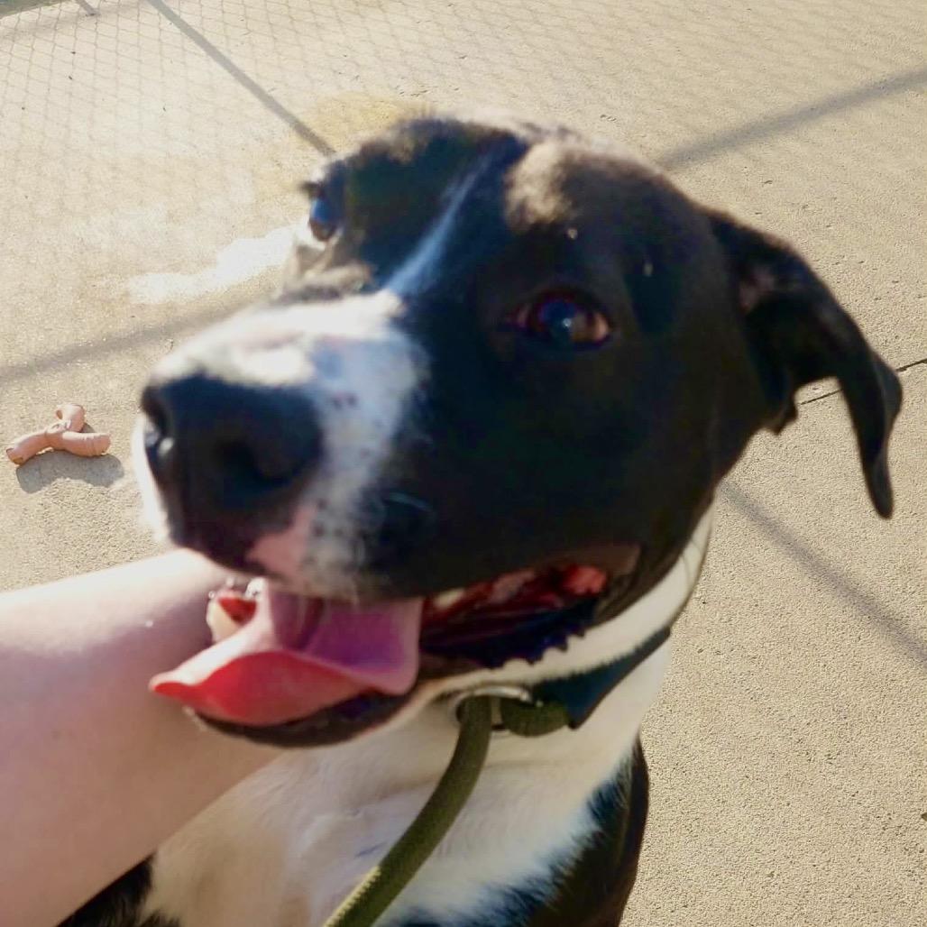 Rocket, ADOPTABLE, Young Male Mixed Breed.