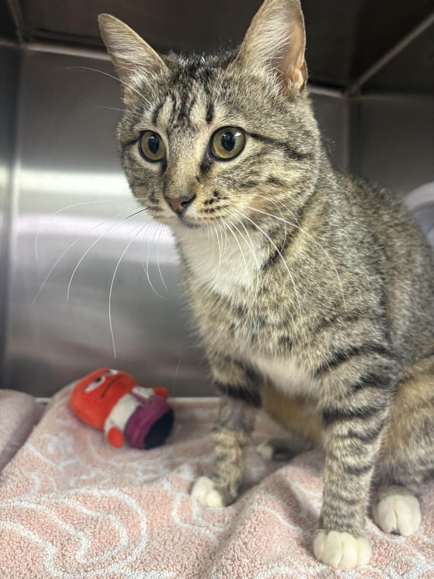 Smickle the Pickle, ADOPTABLE, Adult Female Domestic Short Hair.