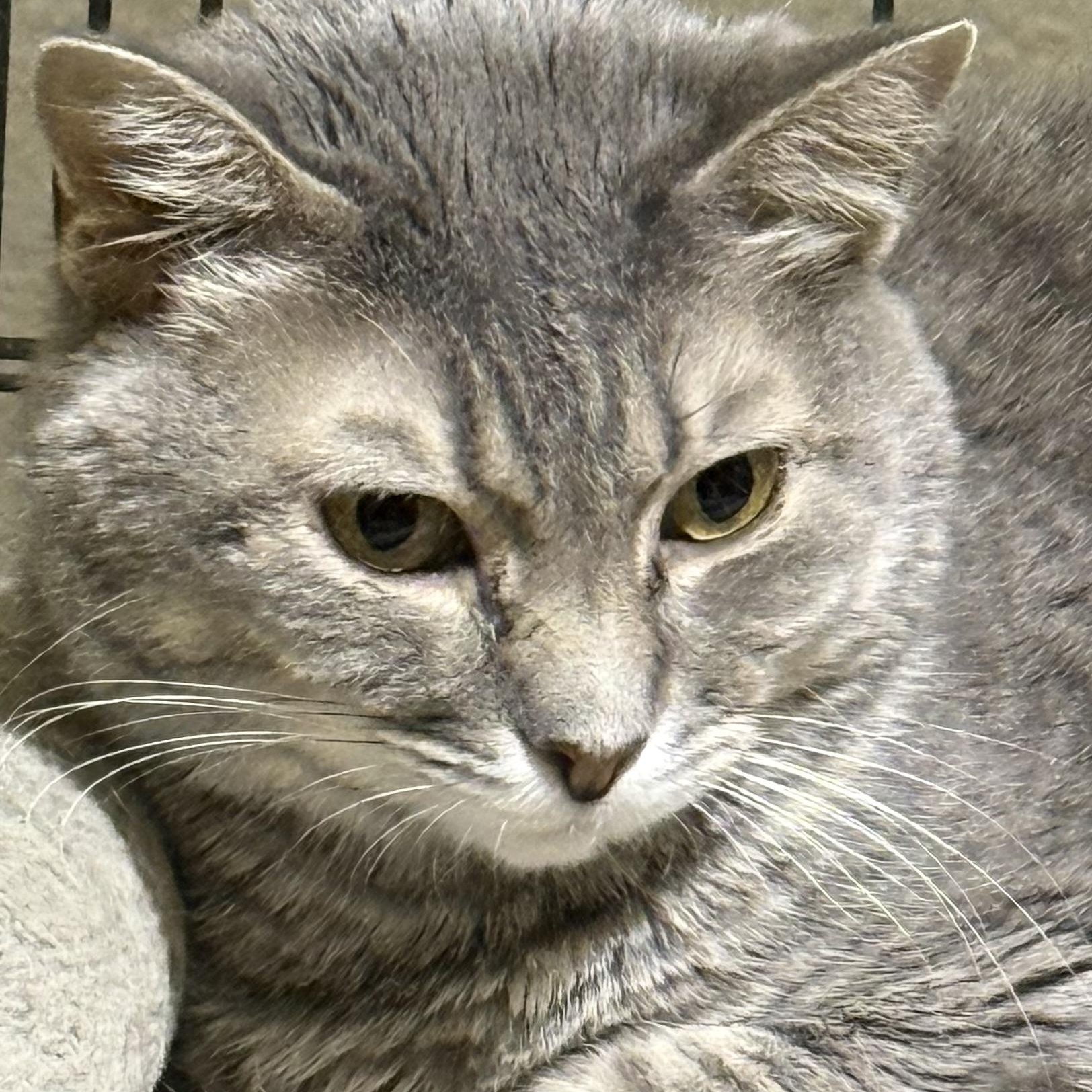 Tiana, ADOPTABLE, Adult Female Domestic Short Hair.