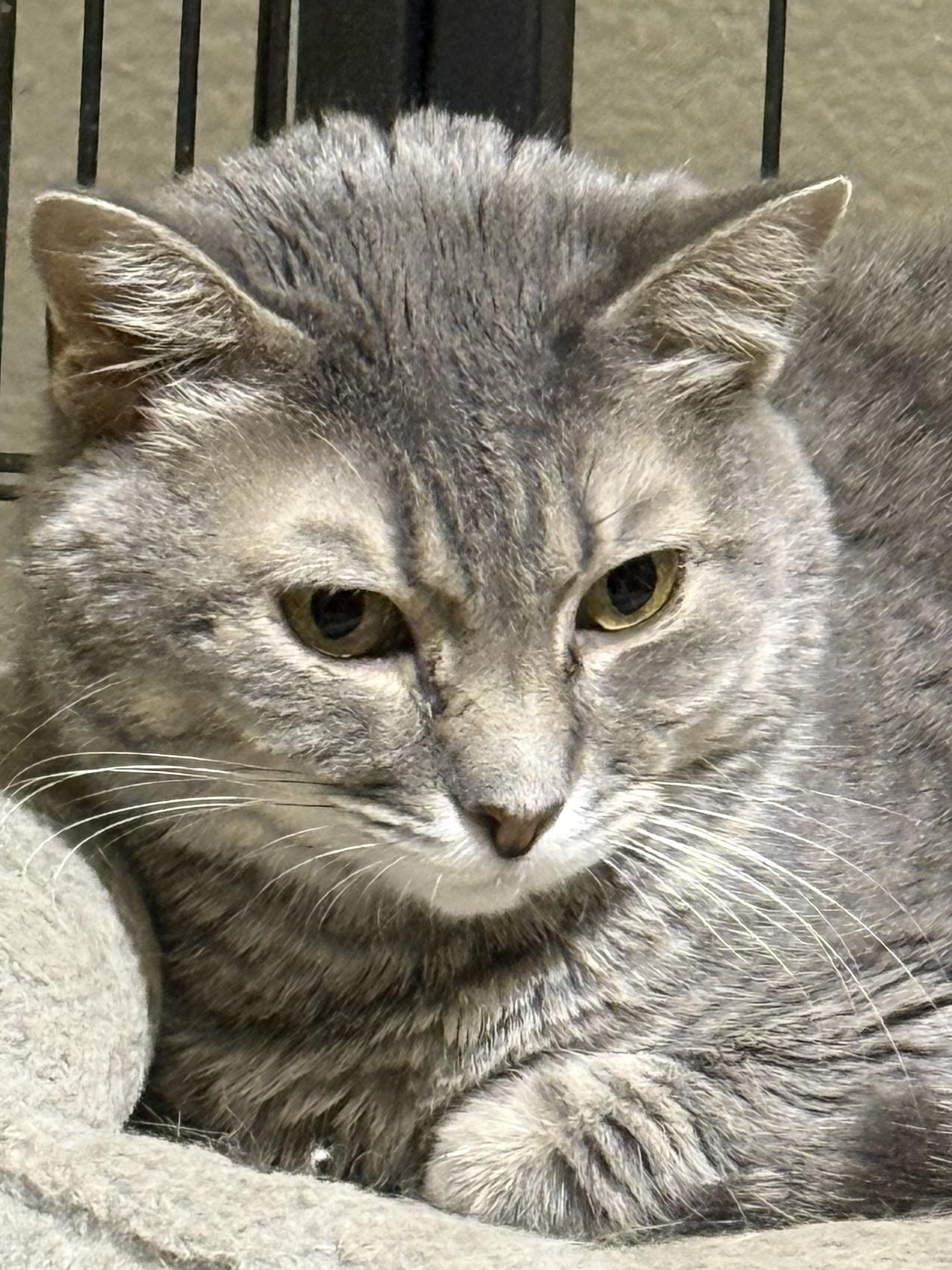 Tiana, a ADOPTABLE Domestic Short Hair in Lake Ozark, MO image 2/2