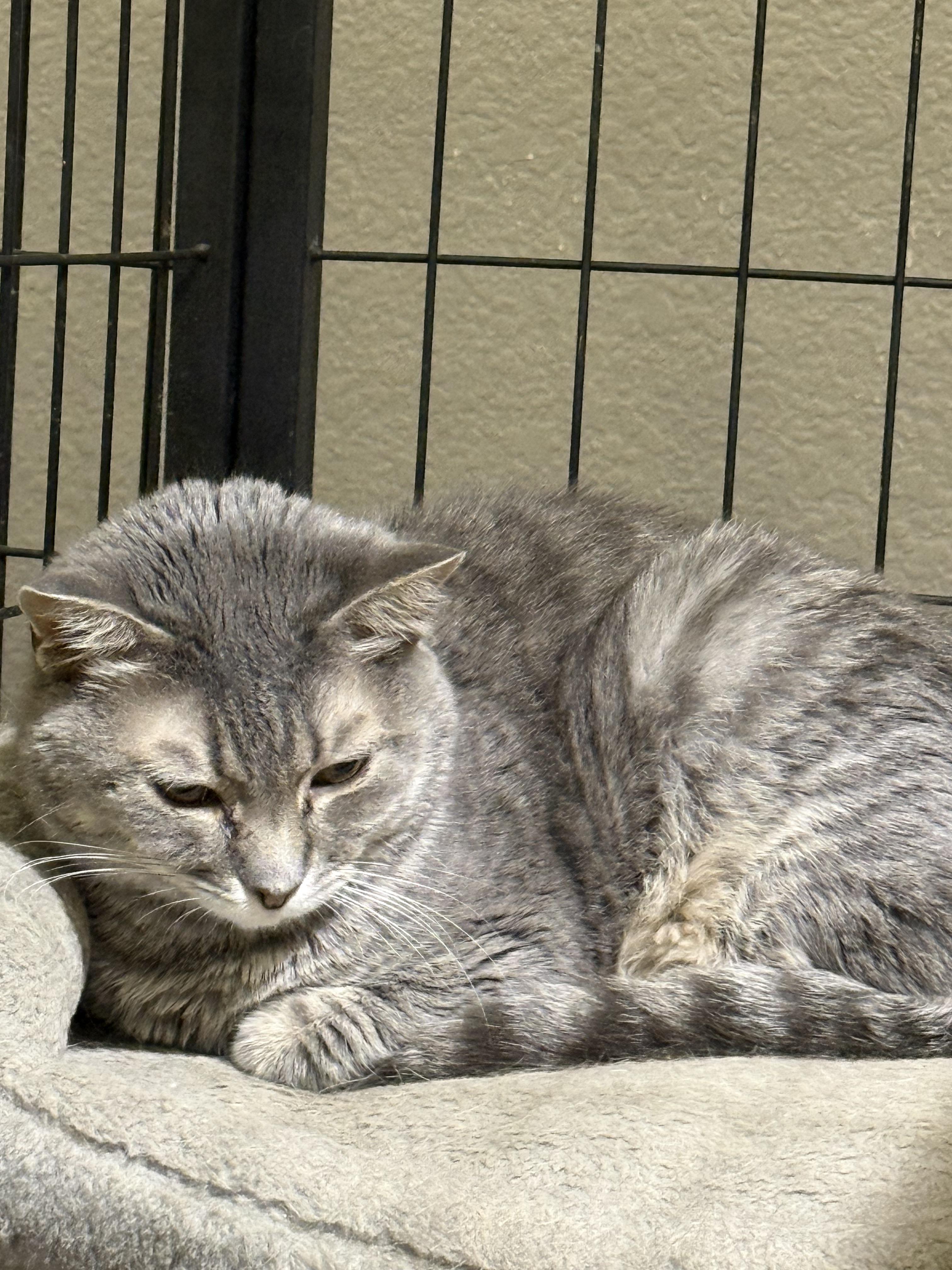 Tiana, ADOPTABLE, Adult Female Domestic Short Hair.