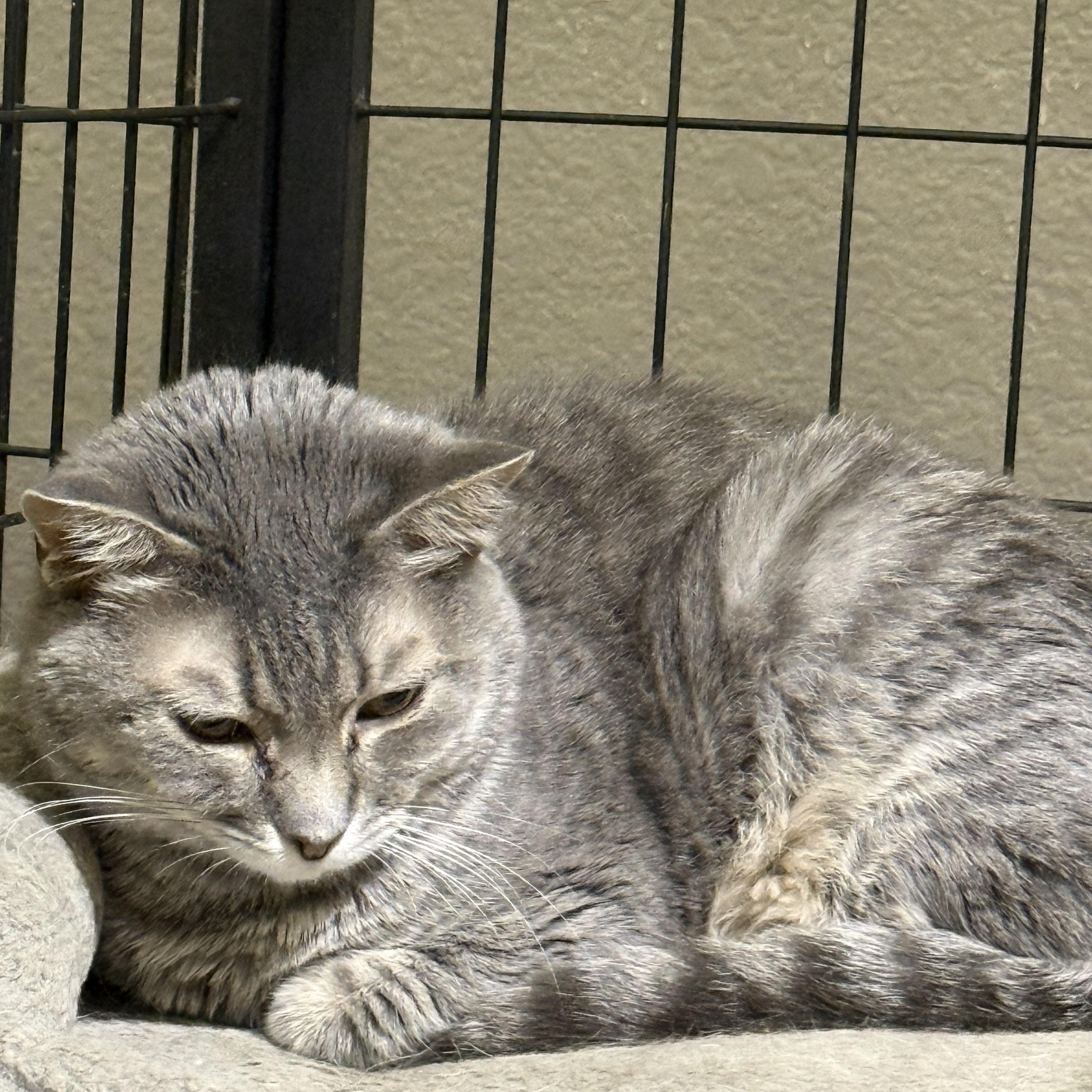 Tiana, a ADOPTABLE Domestic Short Hair in Lake Ozark, MO image 2/2