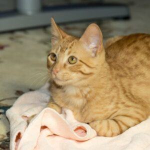 Tuesday, Adopted, Kitten Male Domestic Short Hair.