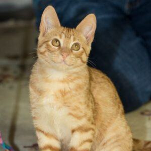 Enlarge Tuesday, a Adopted mixed breed in Houston, TX image 2/4