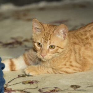 Enlarge Tuesday, a Adopted mixed breed in Houston, TX image 4/4