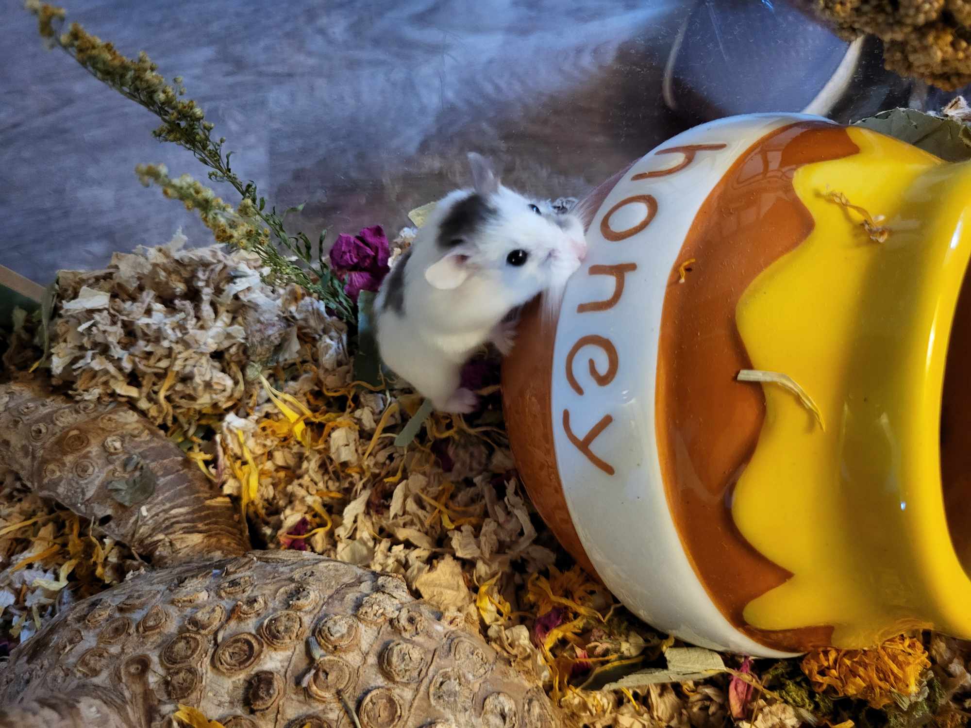 Enlarge Oreo, a Adopted Hamster in norton, MA image 6/6