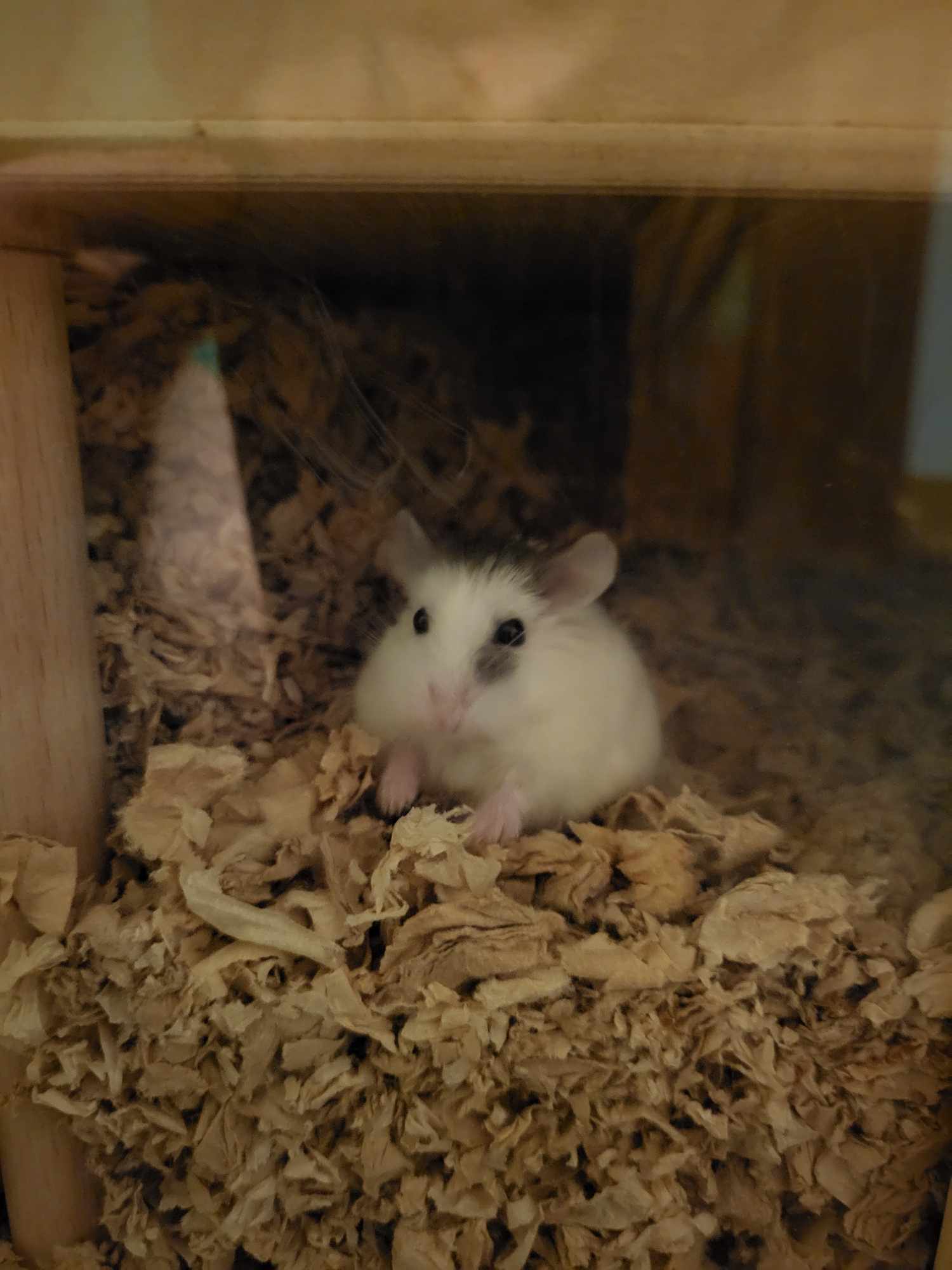 Enlarge Oreo, a Adopted Hamster in norton, MA image 1/6