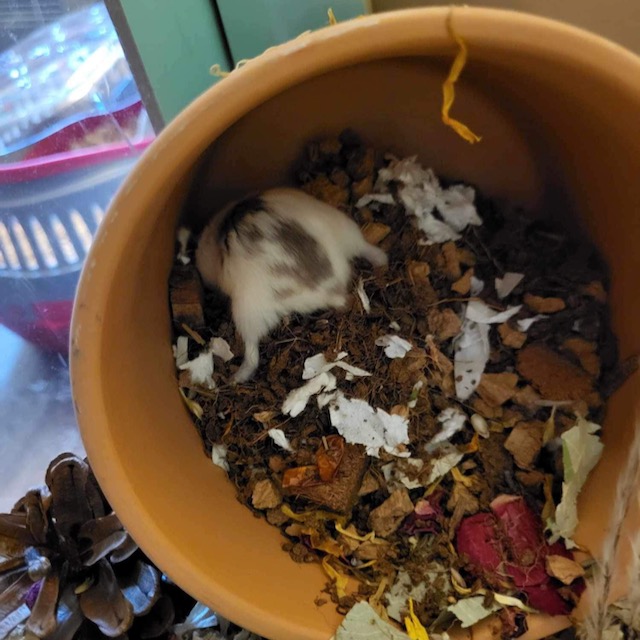 Enlarge Oreo, a Adopted Hamster in norton, MA image 4/6