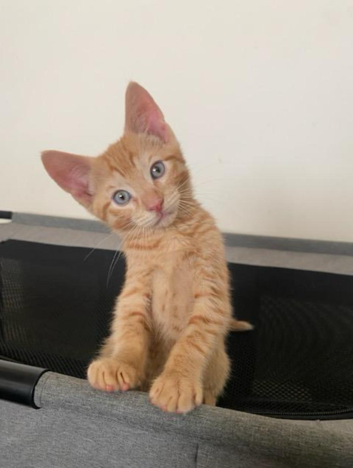 Enlarge Mango and Mochi, a Adopted Domestic Short Hair in Stamford, CT image 2/3