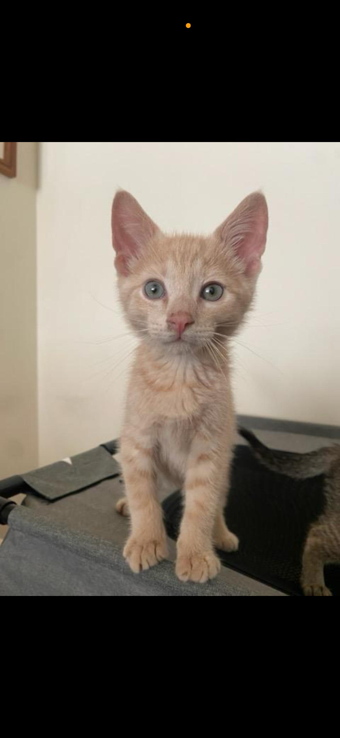 Enlarge Mango and Mochi, a Adopted Domestic Short Hair in Stamford, CT image 3/3