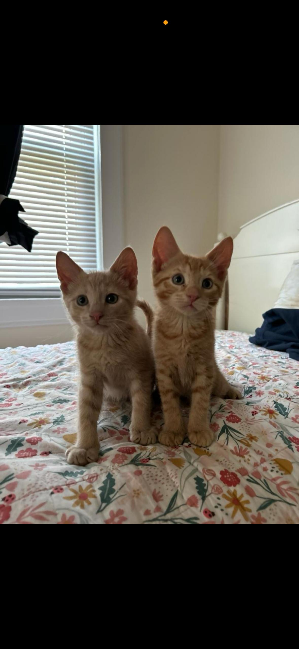 Enlarge Mango and Mochi, a Adopted Domestic Short Hair in Stamford, CT image 1/3