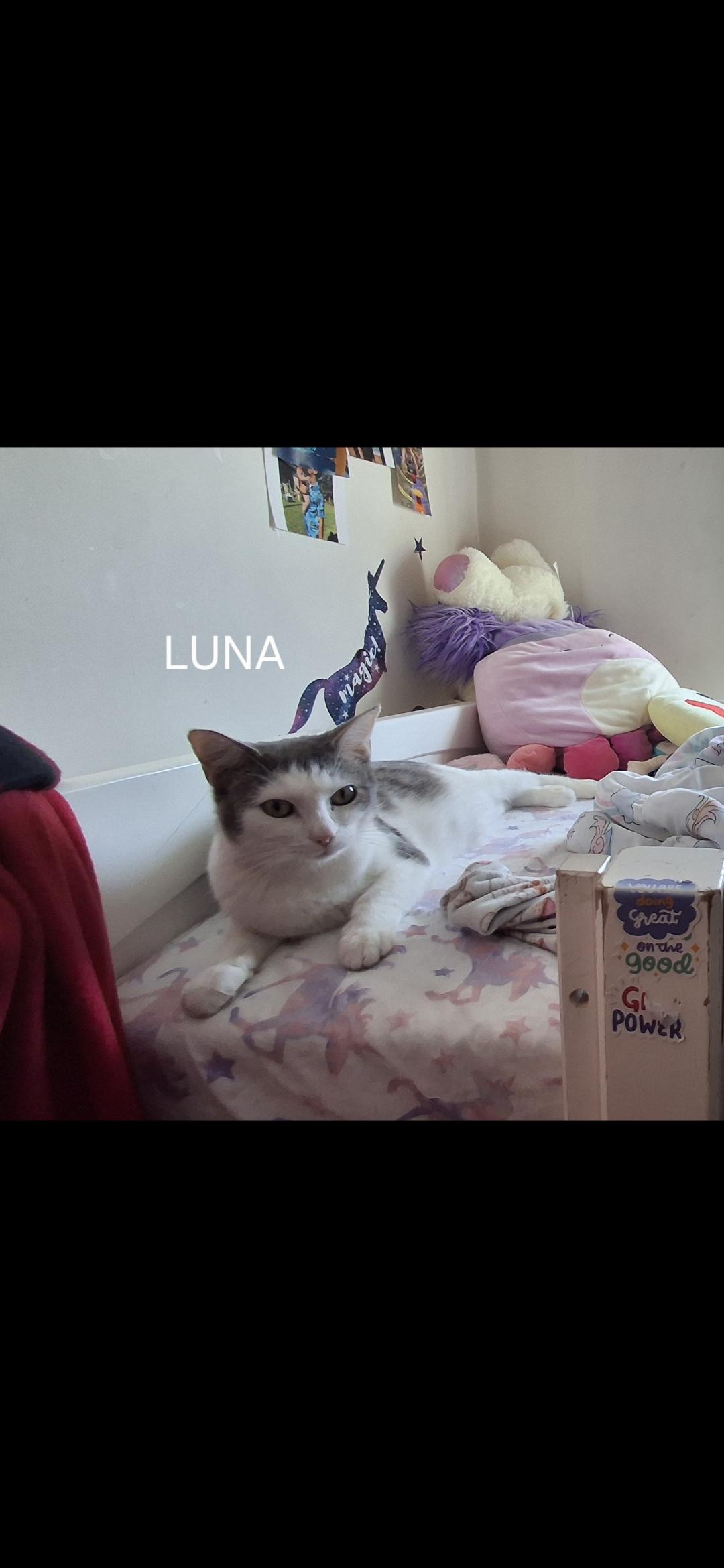 Luna (Mom to the "L" kittens), Adoptable, Adult Female Domestic Short Hair.