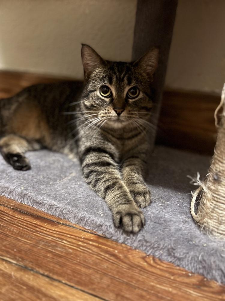 Enlarge Faux, a Adoptable Domestic Short Hair in Dayton, OH image 2/6