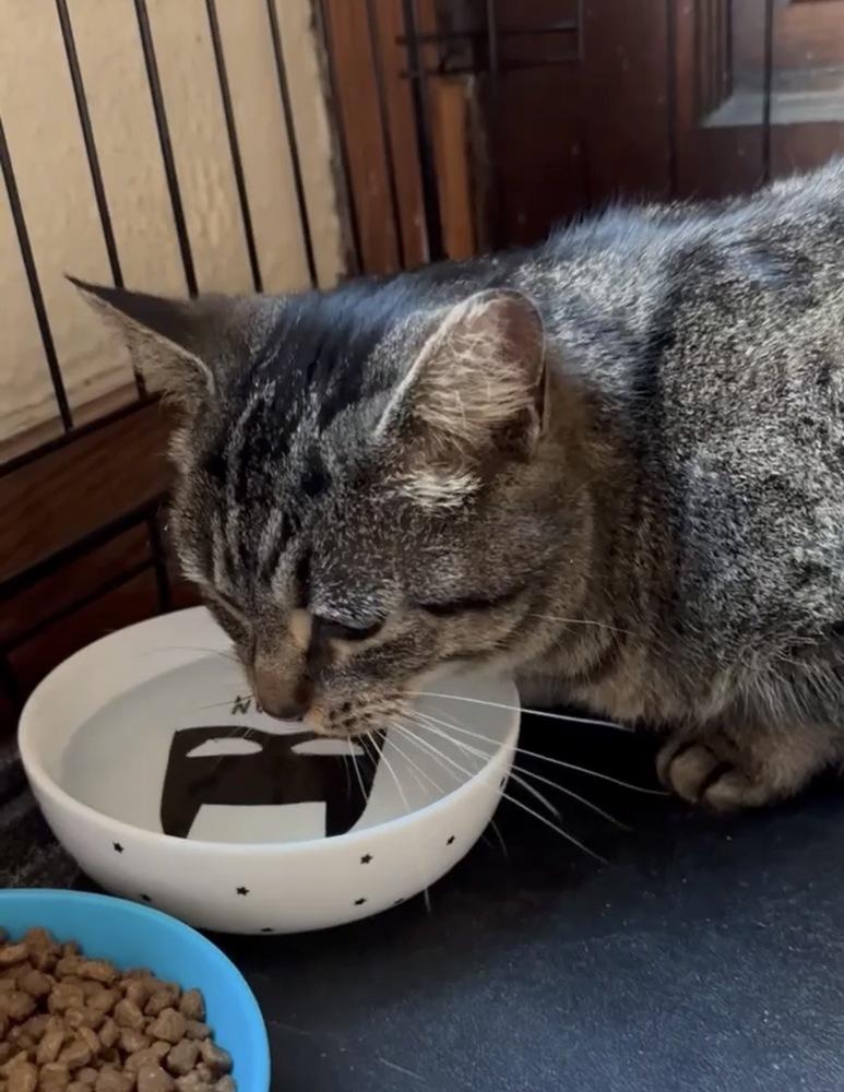 Enlarge Faux, a Adoptable Domestic Short Hair in Dayton, OH image 4/6