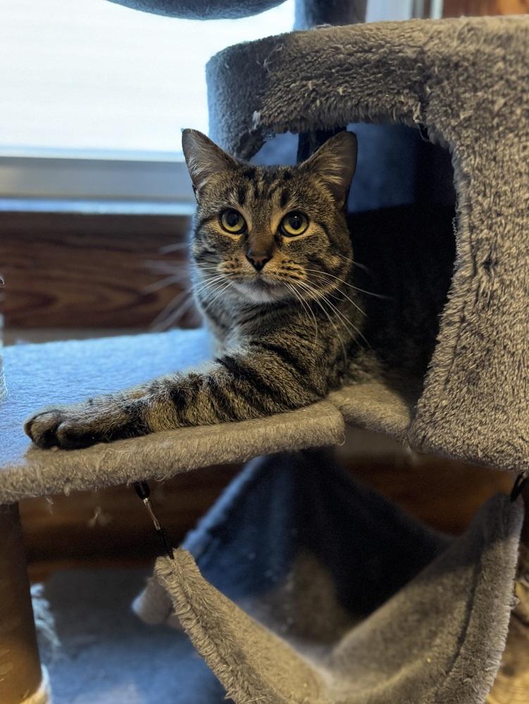 Enlarge Faux, a Adoptable Domestic Short Hair in Dayton, OH image 5/6