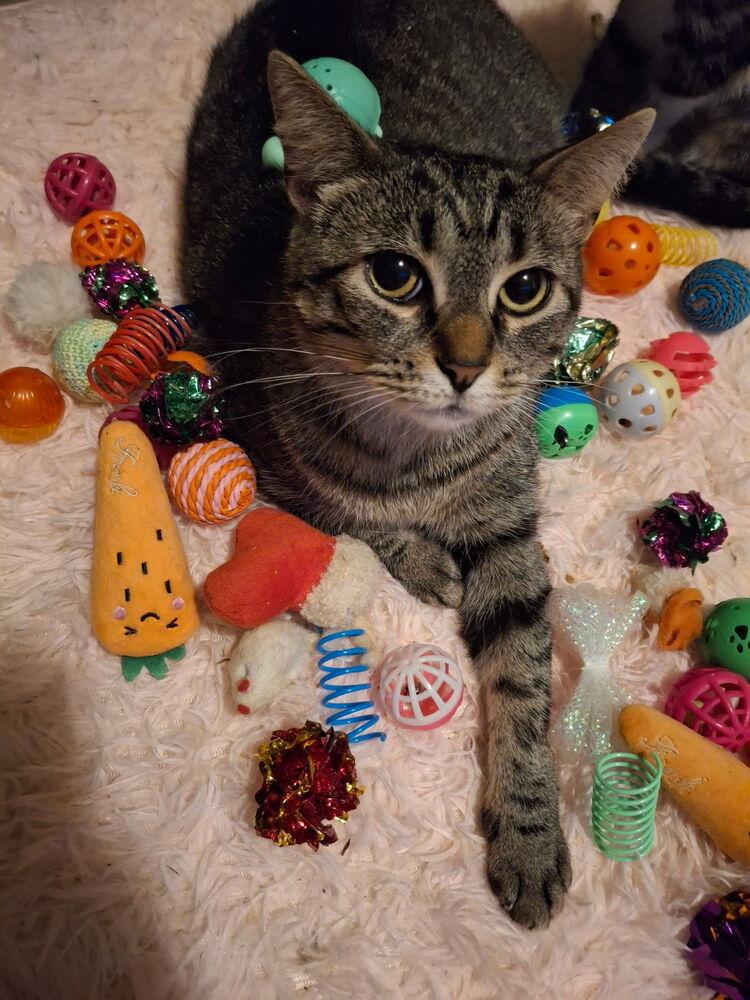 Faux, a Adoptable Domestic Short Hair in Dayton, OH image 5/6