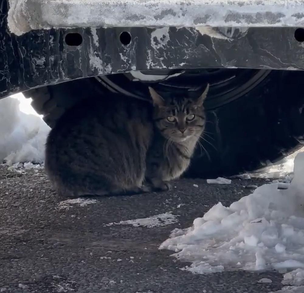 Enlarge Faux, a Adoptable Domestic Short Hair in Dayton, OH image 6/6