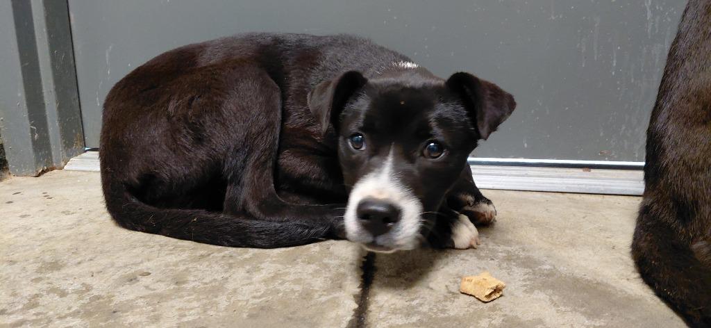 Enlarge Belinda, a Adoptable mixed breed in Henderson, NC image 1/1