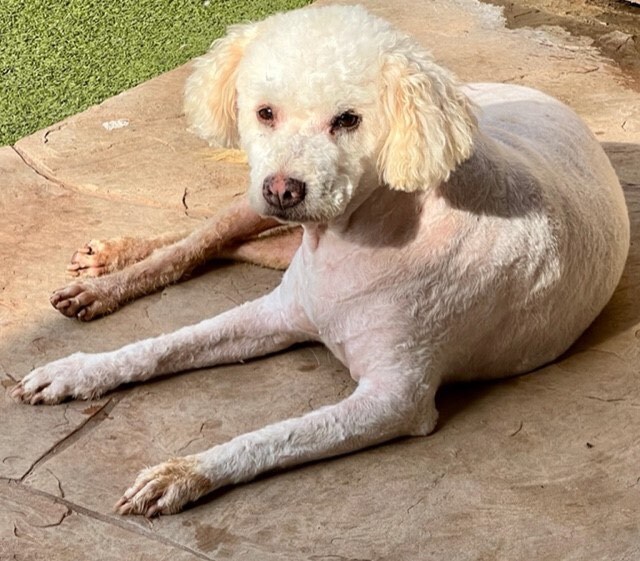 Enlarge baylee, a Adoptable mixed breed in troutville, VA image 3/8