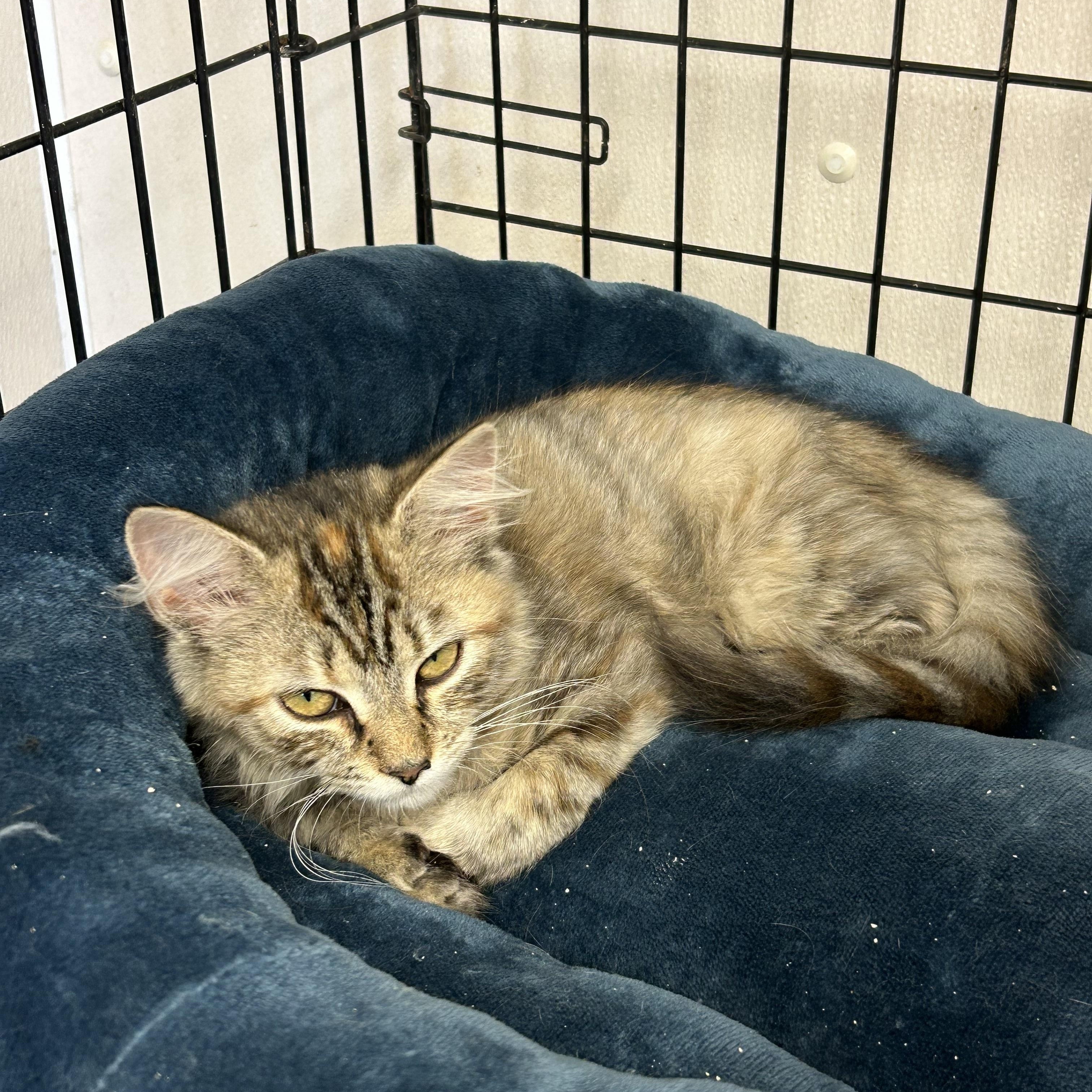 Bellatrix and Lolita, adopted, Kitten Female Domestic Medium Hair.