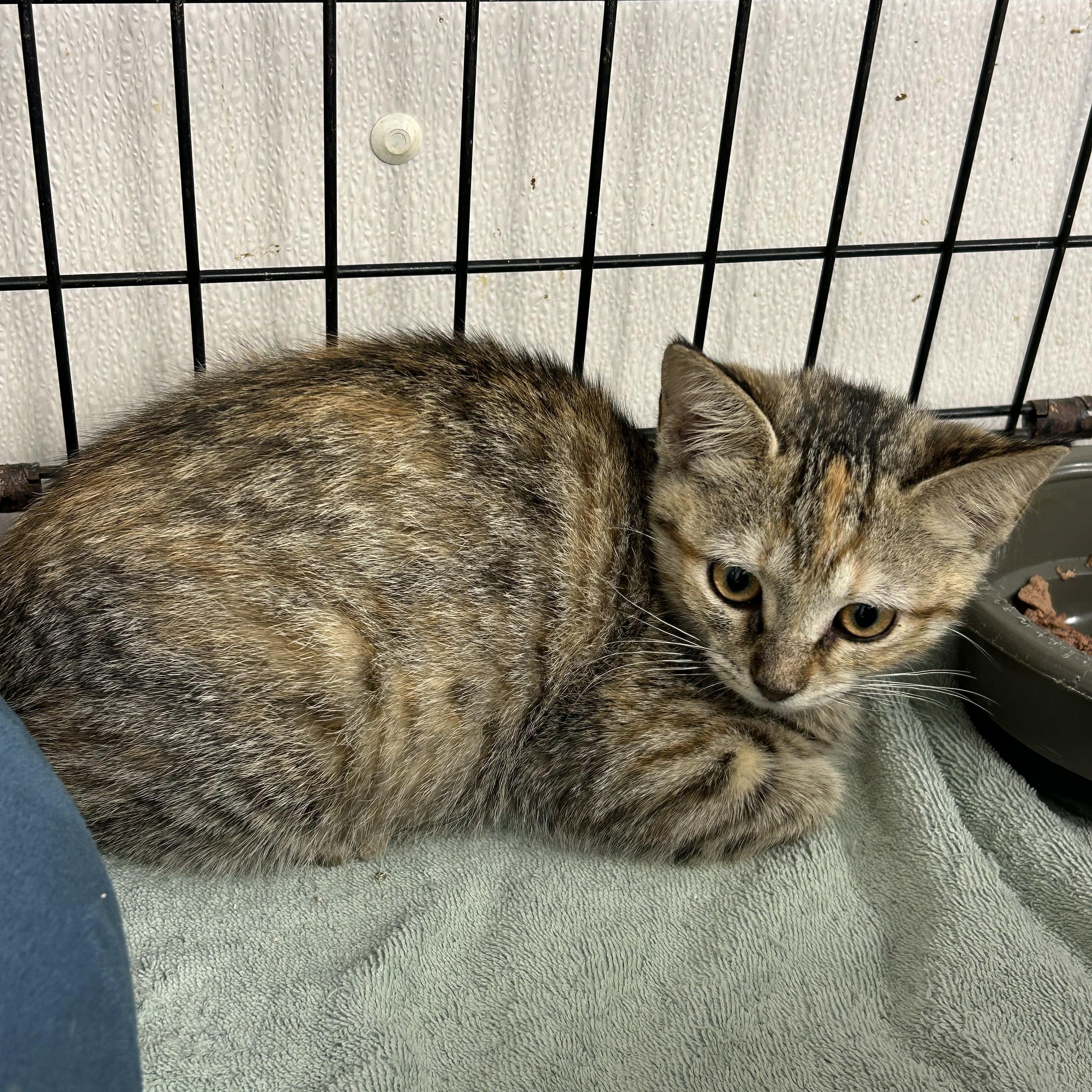 Bellatrix and Lolita, an adopted Domestic Medium Hair in Charles City, VA image 3/3