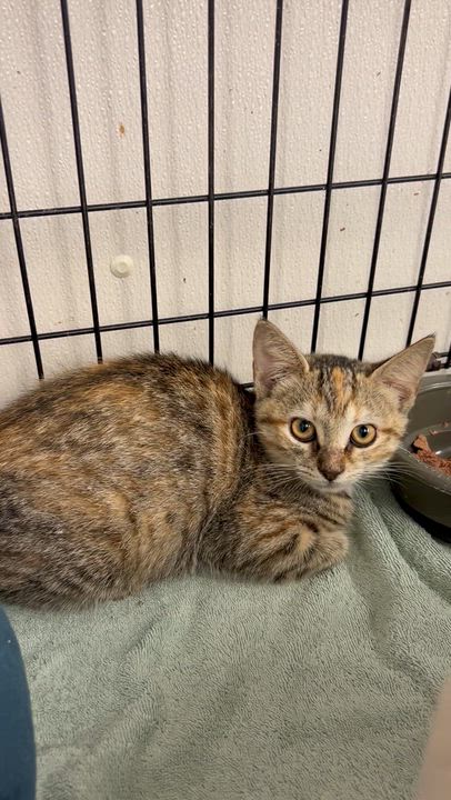 Enlarge Bellatrix and Lolita, an adopted Domestic Medium Hair in Charles City, VA video 2/3