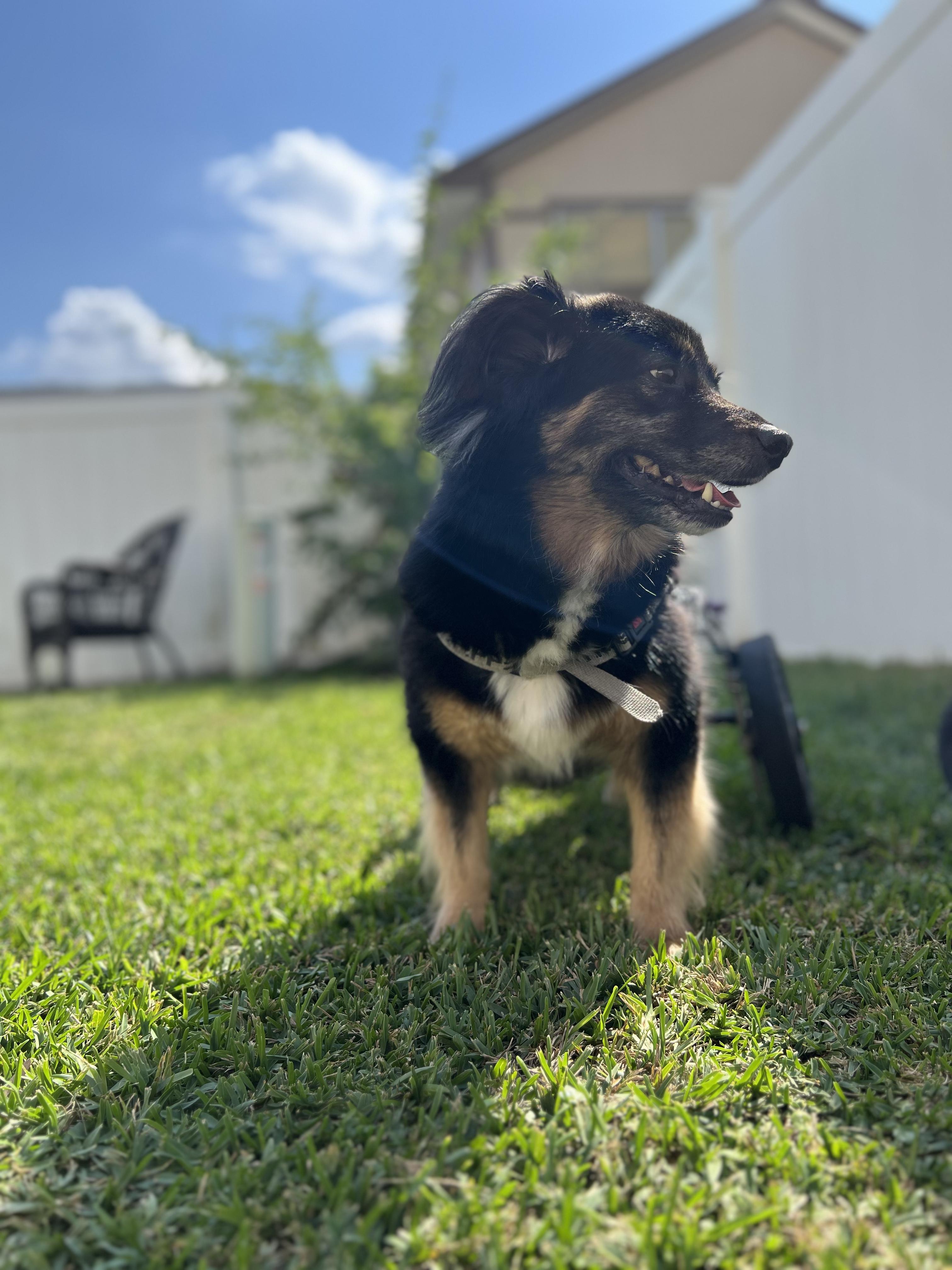 Bo photo 7