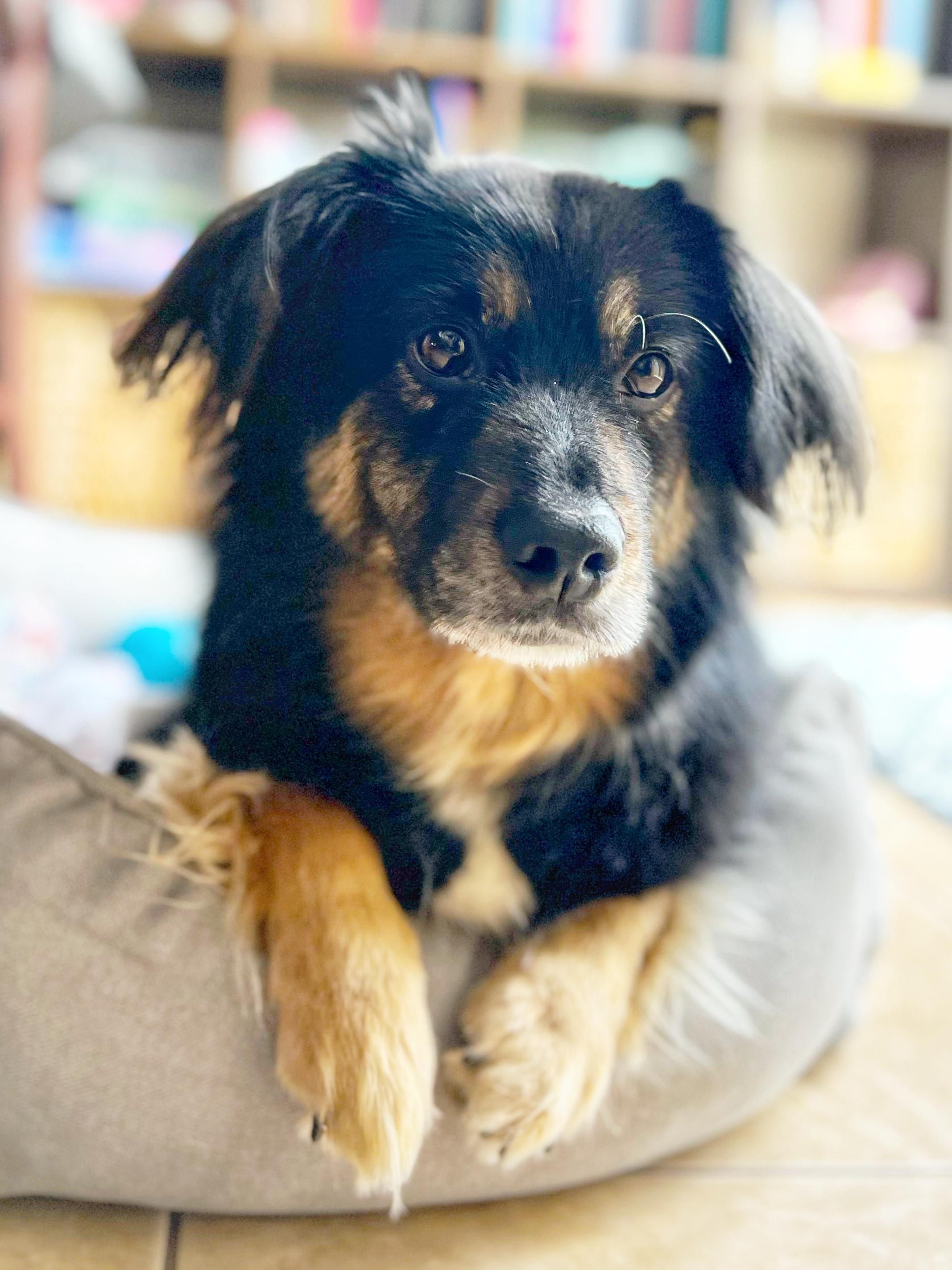 Bo