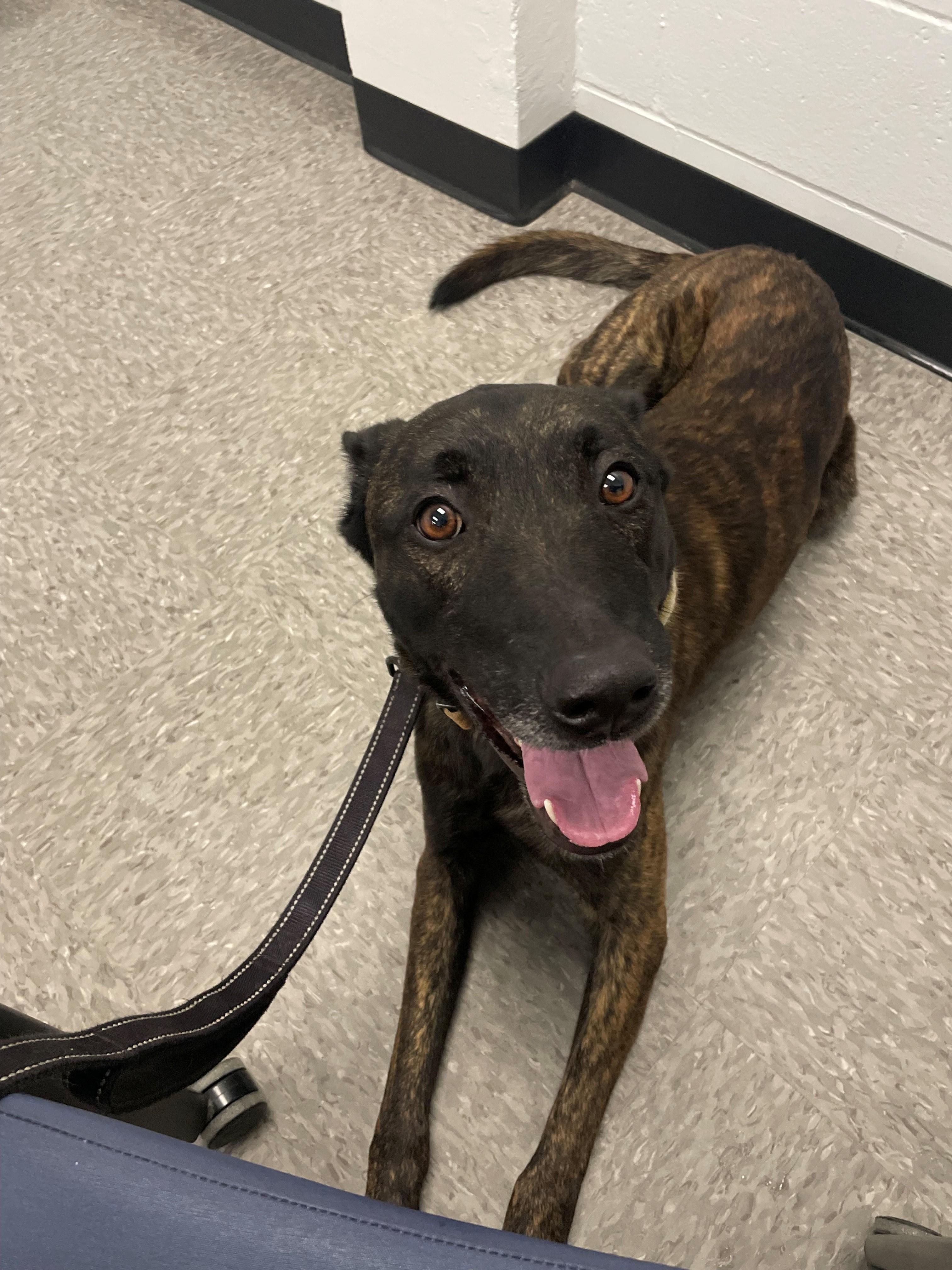 Jett, ADOPTABLE, Adult Male Dutch Shepherd.
